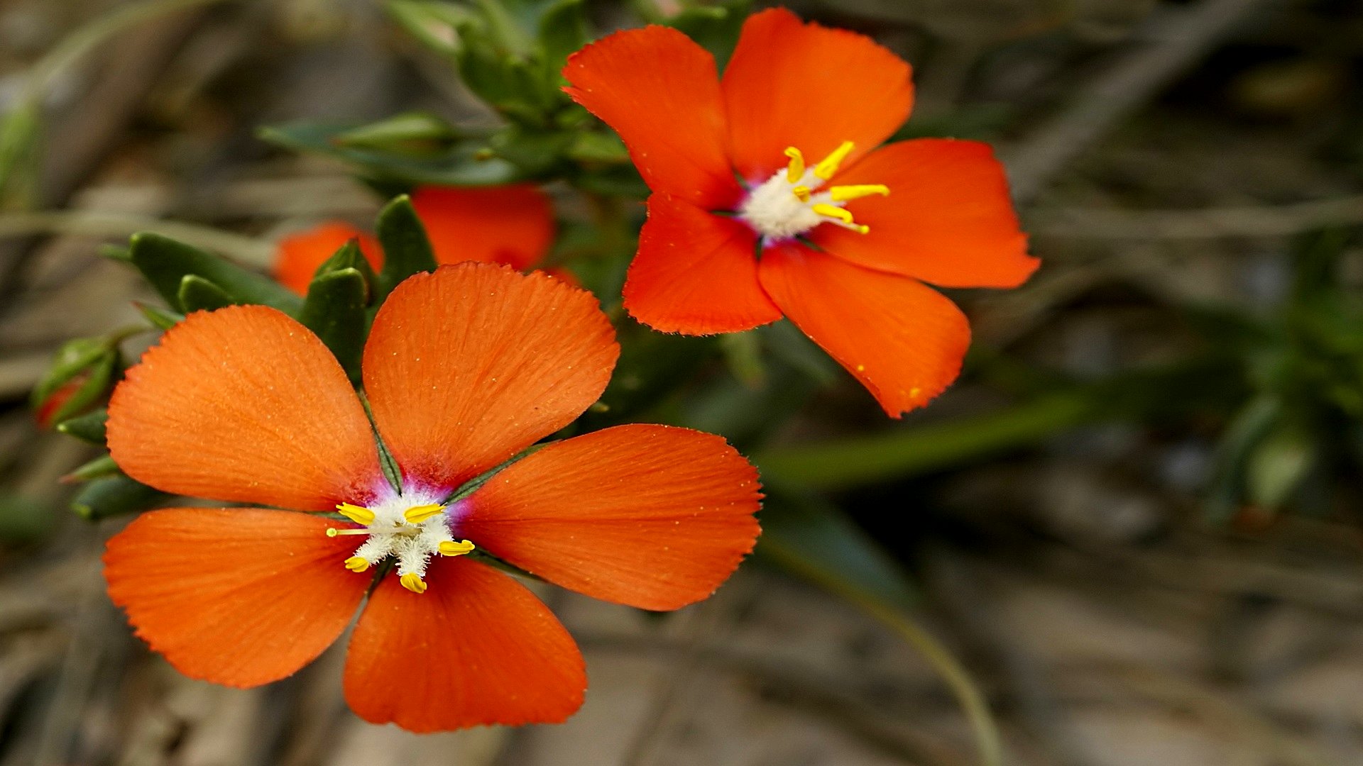 Descarga gratuita de fondo de pantalla para móvil de Flores, Flor, Tierra/naturaleza.