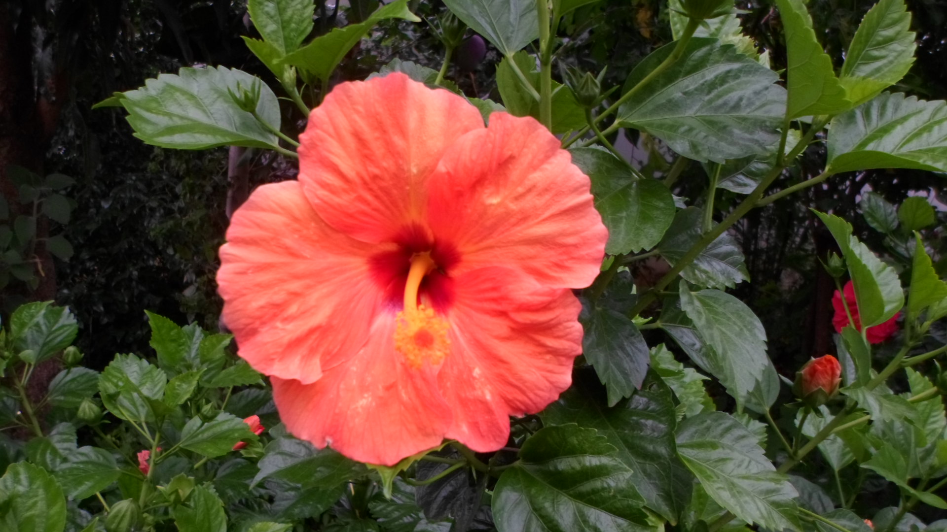 Download mobile wallpaper Hibisco, Hibiscus, Flowers, Nature, Flower, Earth for free.