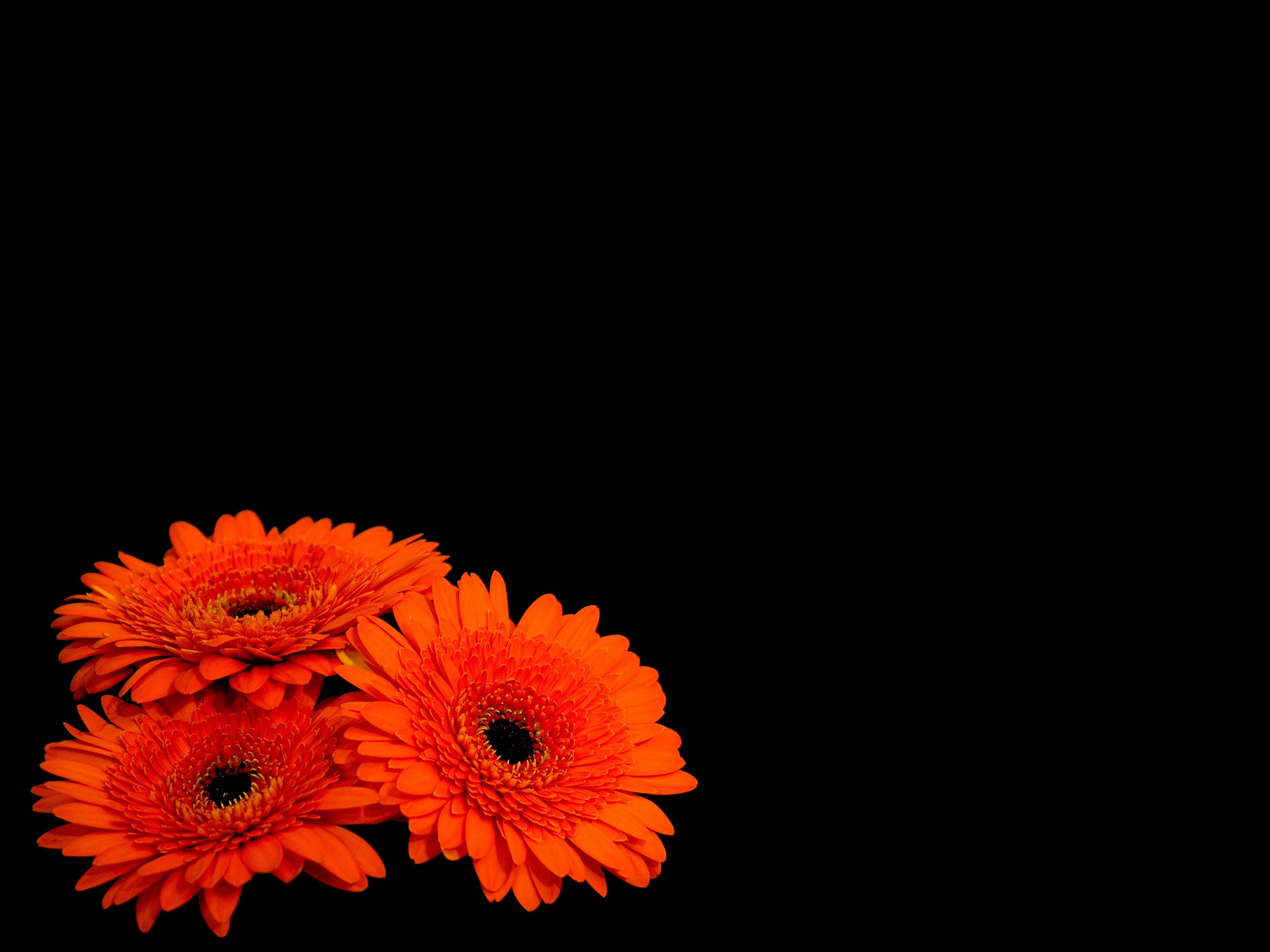 Free download wallpaper Flowers, Plants on your PC desktop