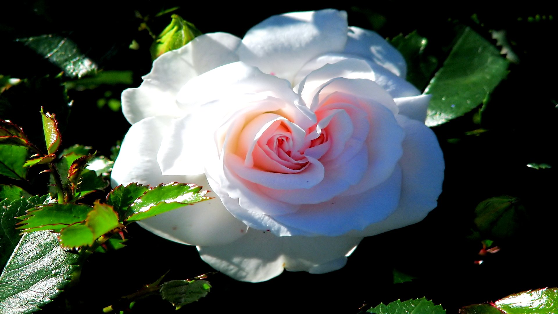 Téléchargez gratuitement l'image Fleurs, Rose, Terre/nature sur le bureau de votre PC