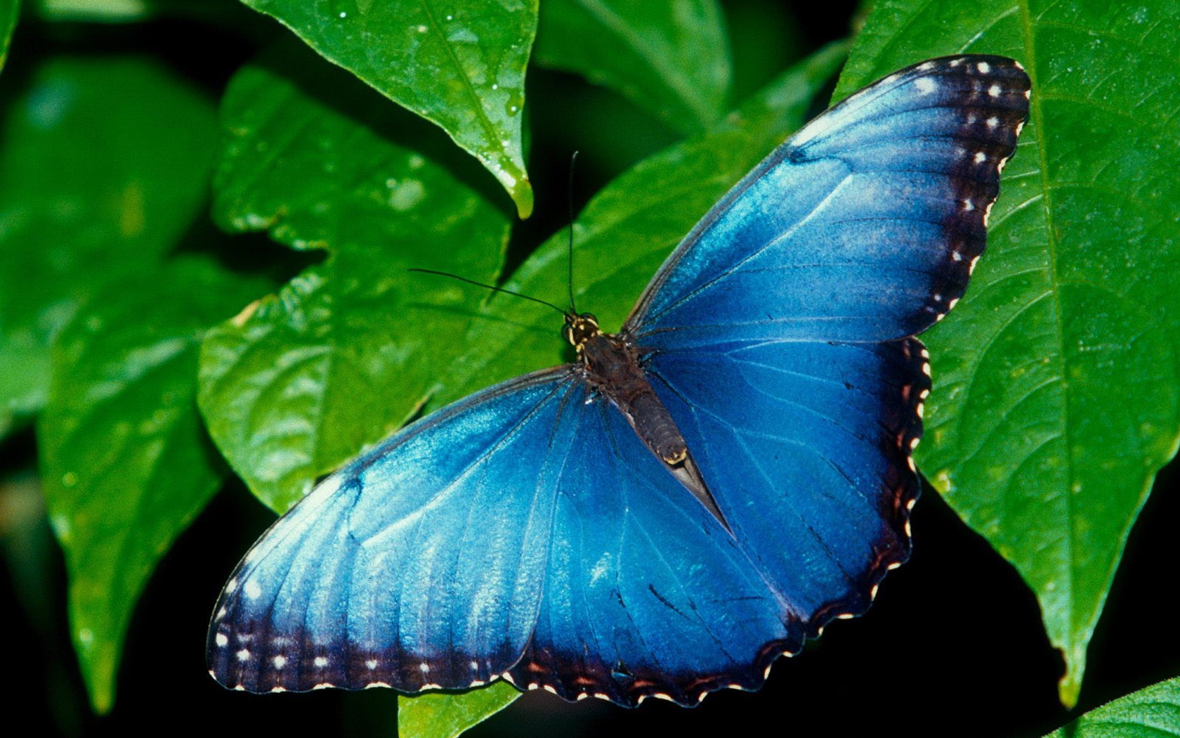 Download mobile wallpaper Butterfly, Animal for free.