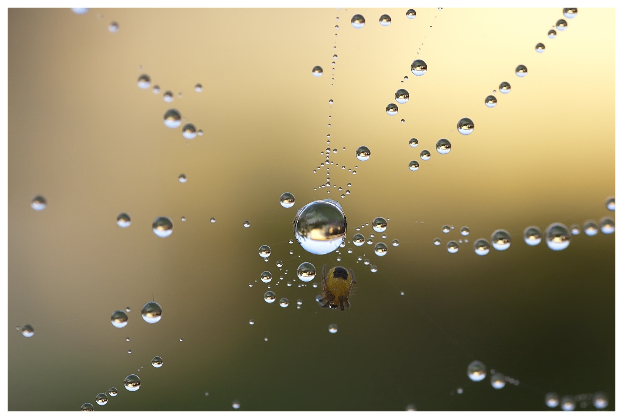 drops, web, macro, dew, spider 4K