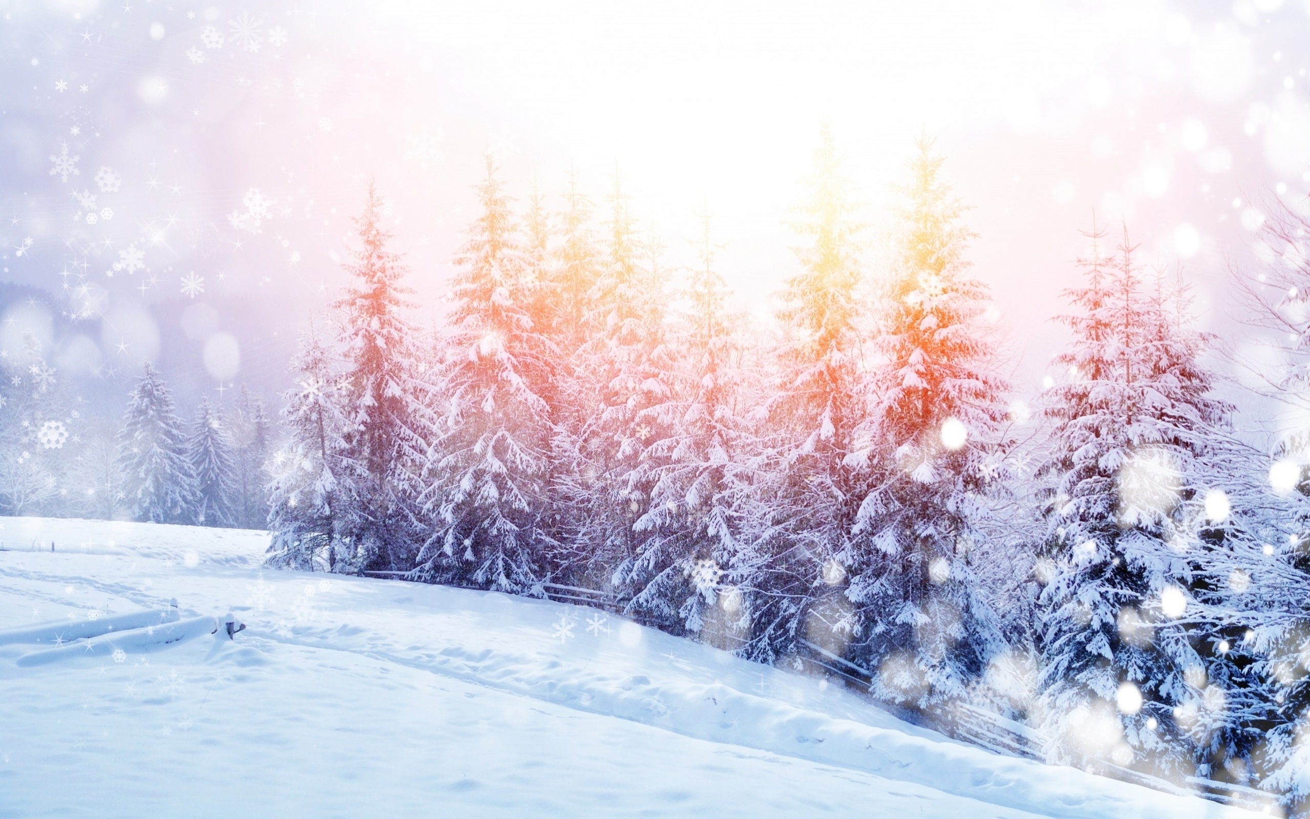 Free download wallpaper Winter, Snow, Tree, Earth, Pine Tree on your PC desktop
