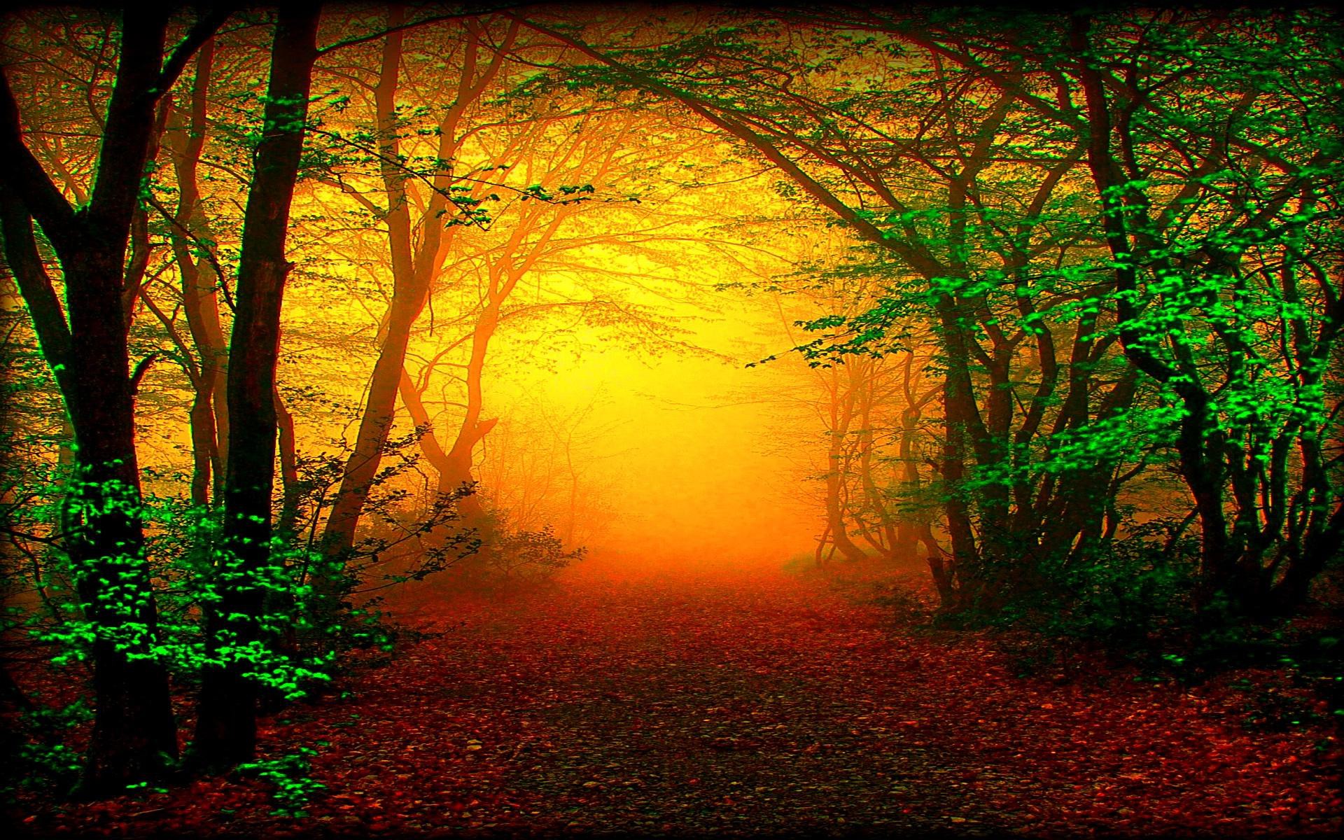 PCデスクトップに秋, 道, 森, 霧, 地球画像を無料でダウンロード