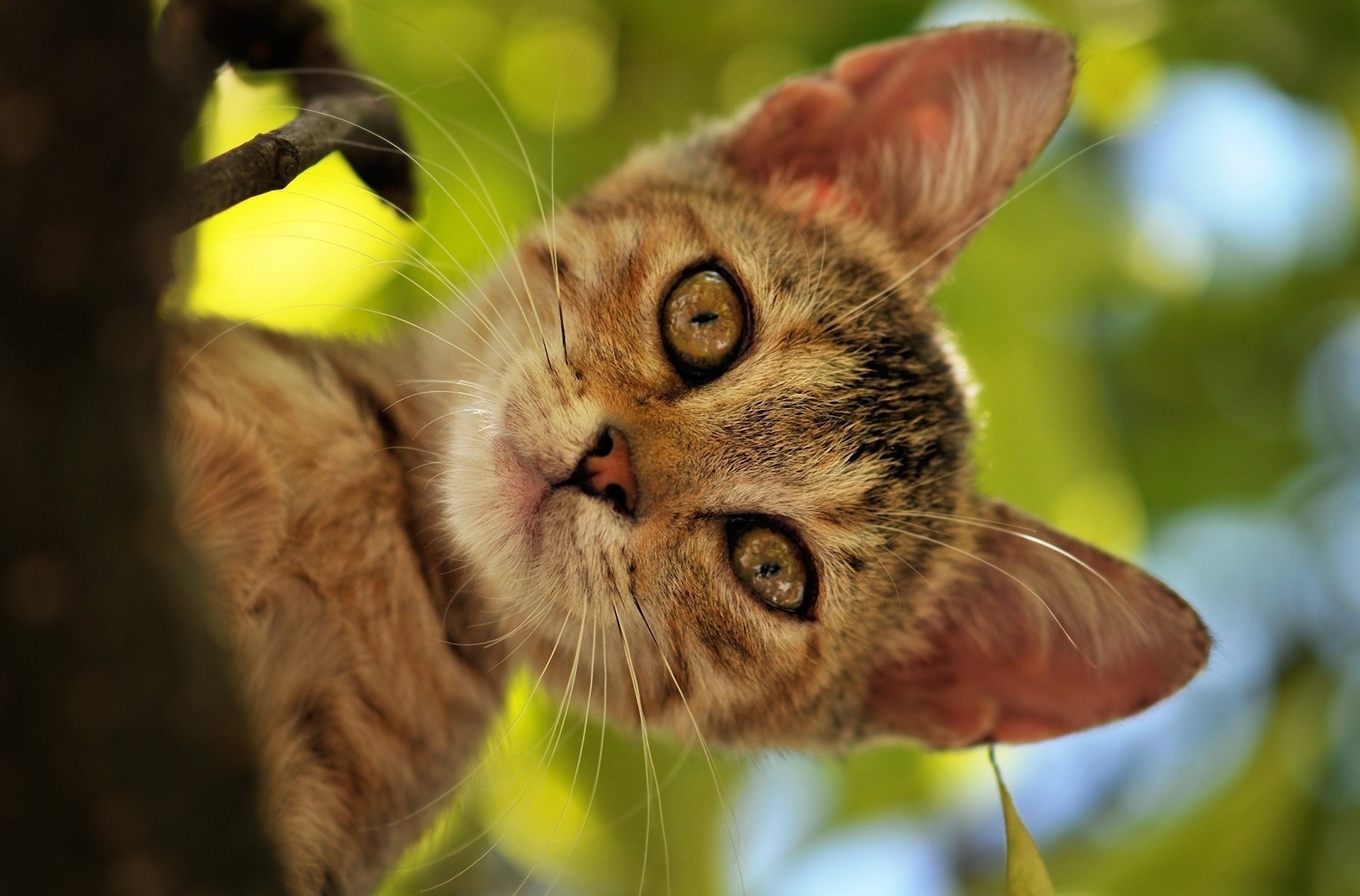 Free download wallpaper Animals, Muzzle, Striped, Ears, Cat on your PC desktop