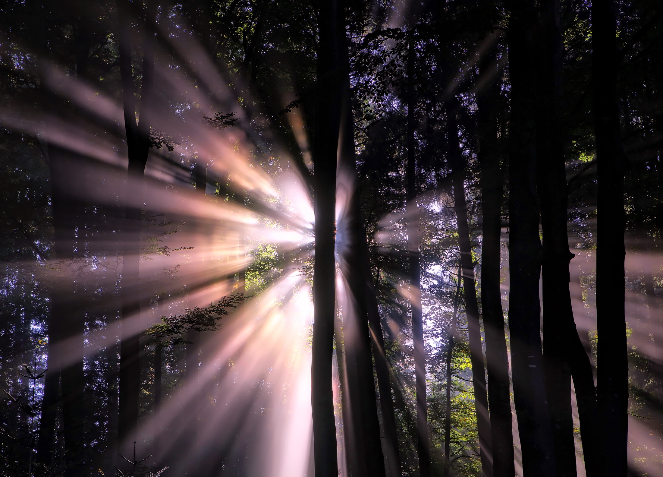 Free download wallpaper Nature, Forest, Tree, Earth, Sunbeam on your PC desktop