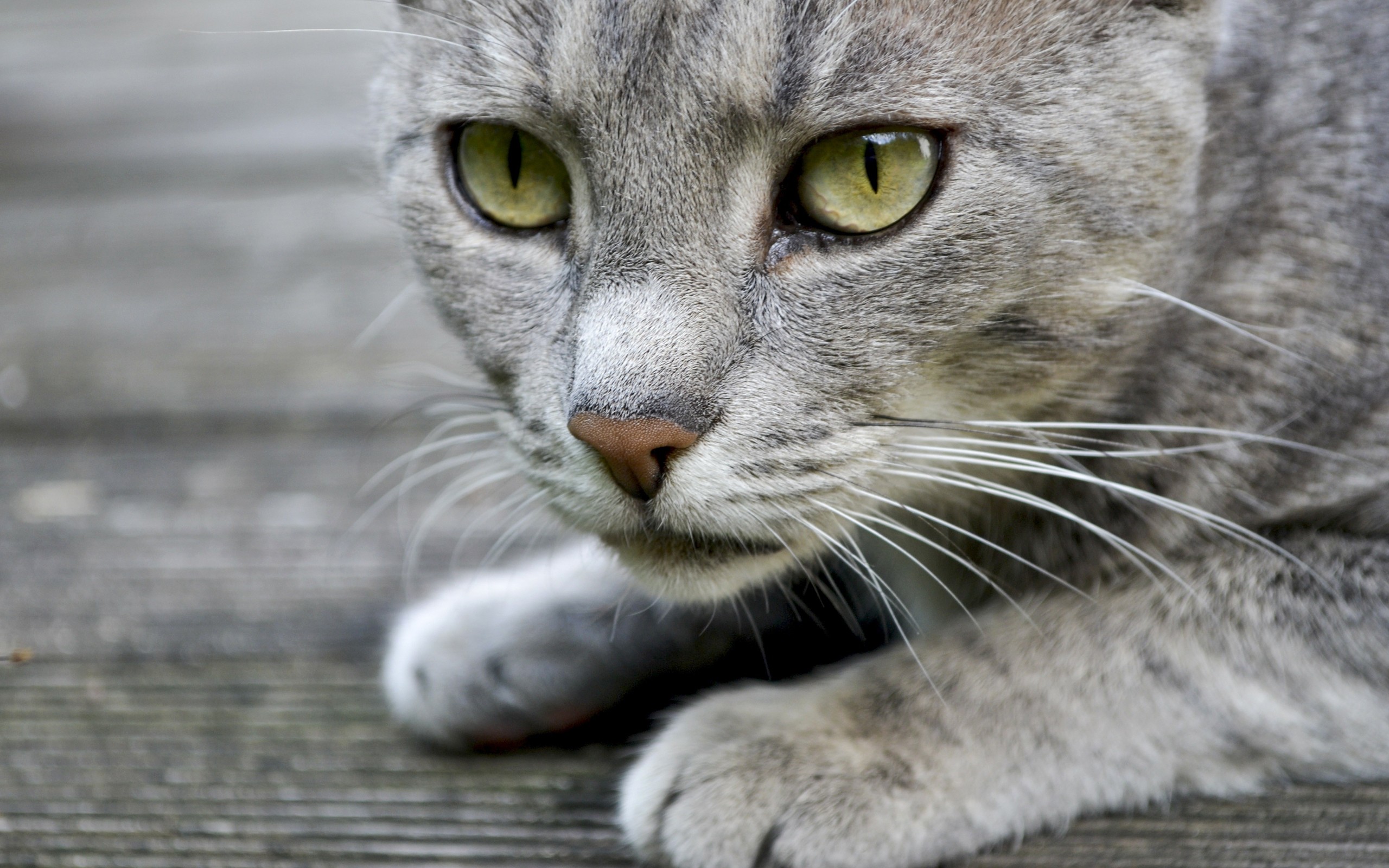 PCデスクトップに動物, ネコ, 猫画像を無料でダウンロード