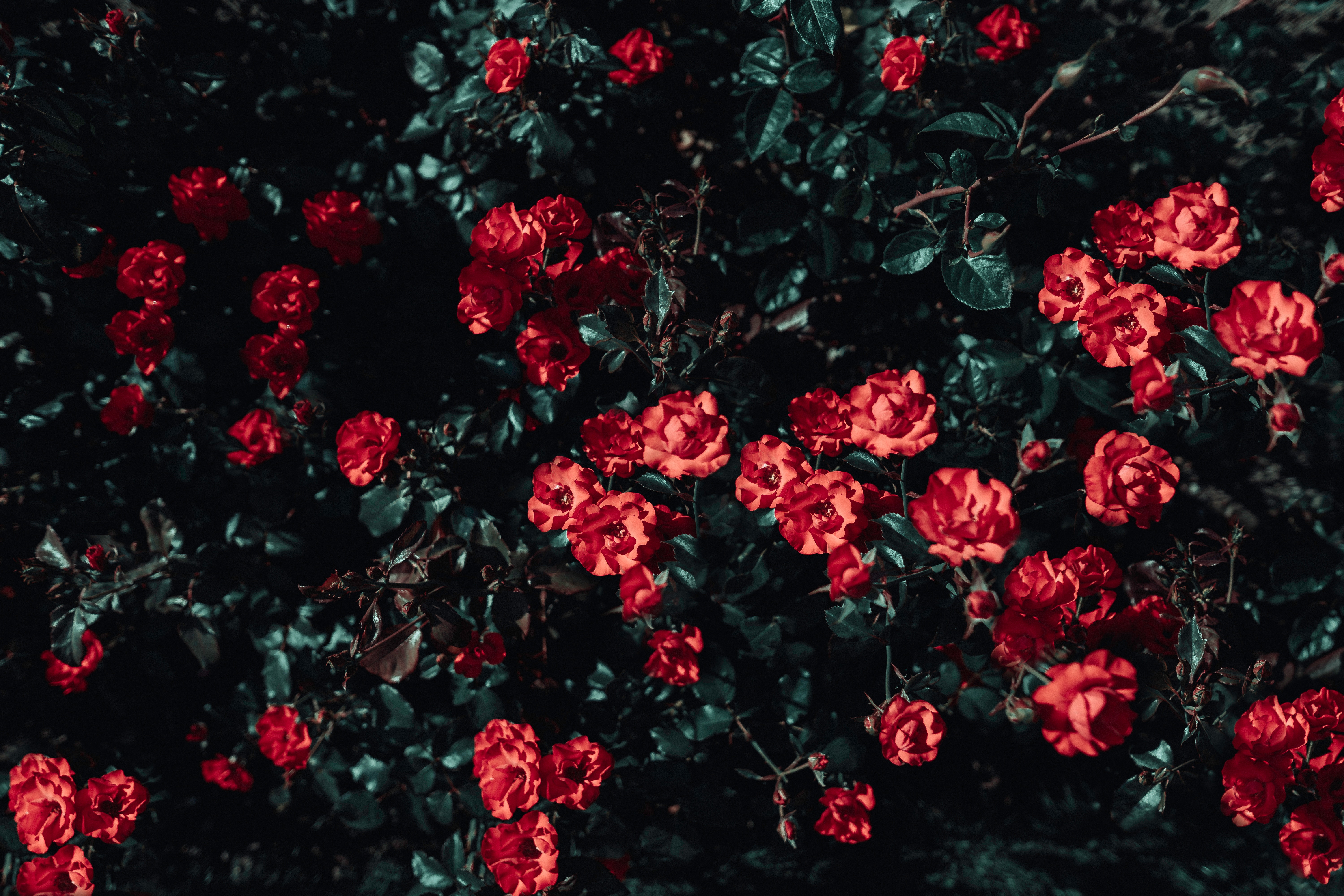 Free download wallpaper Bush, Sunlight, Roses, Flowers, Garden on your PC desktop