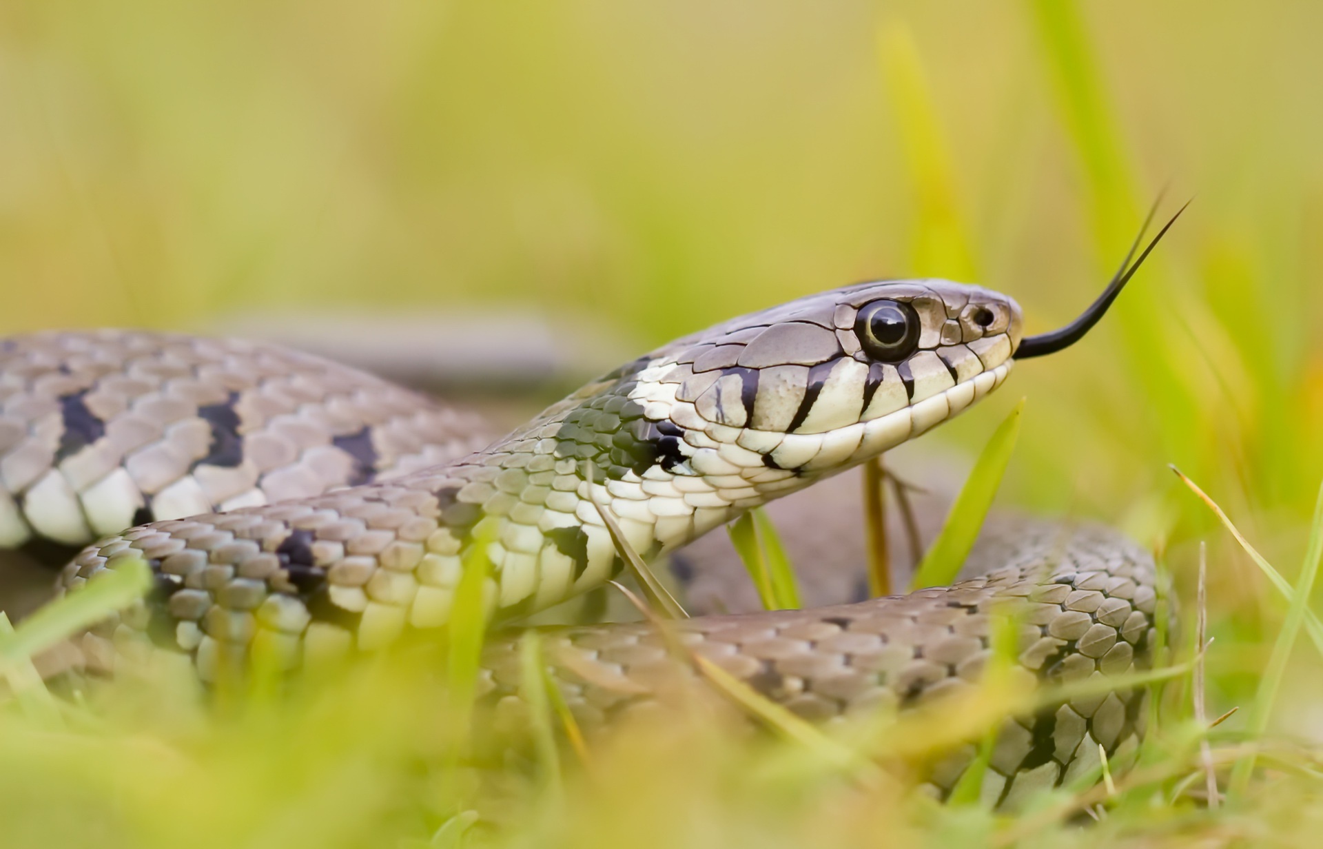 Free download wallpaper Animal, Reptile, Snake, Reptiles on your PC desktop