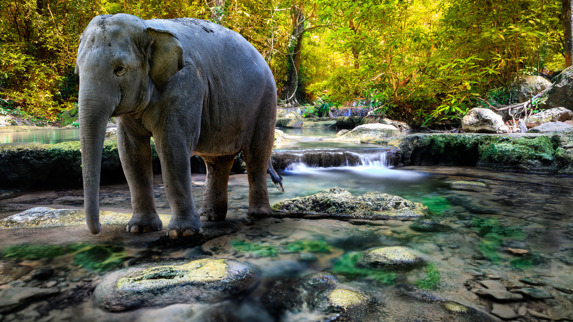 Скачати мобільні шпалери Тварина, Азіатський Слон безкоштовно.