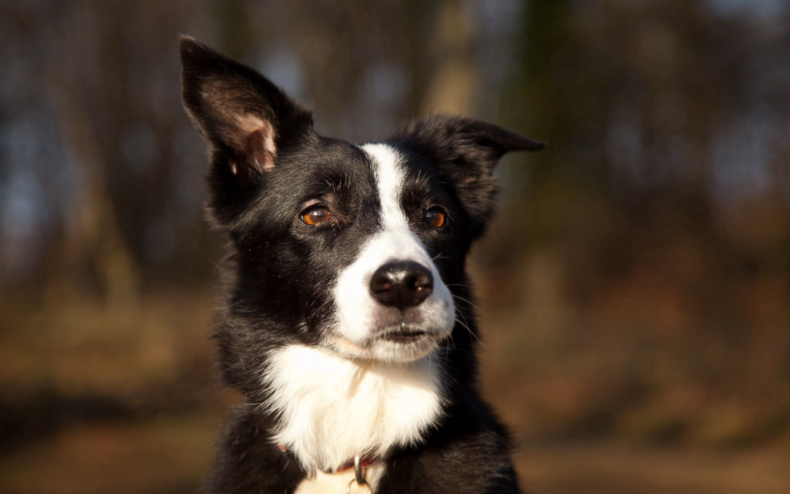 Handy-Wallpaper Hund, Schnauze, Gefleckt, Fleckig, Sicht, Meinung, Tiere kostenlos herunterladen.