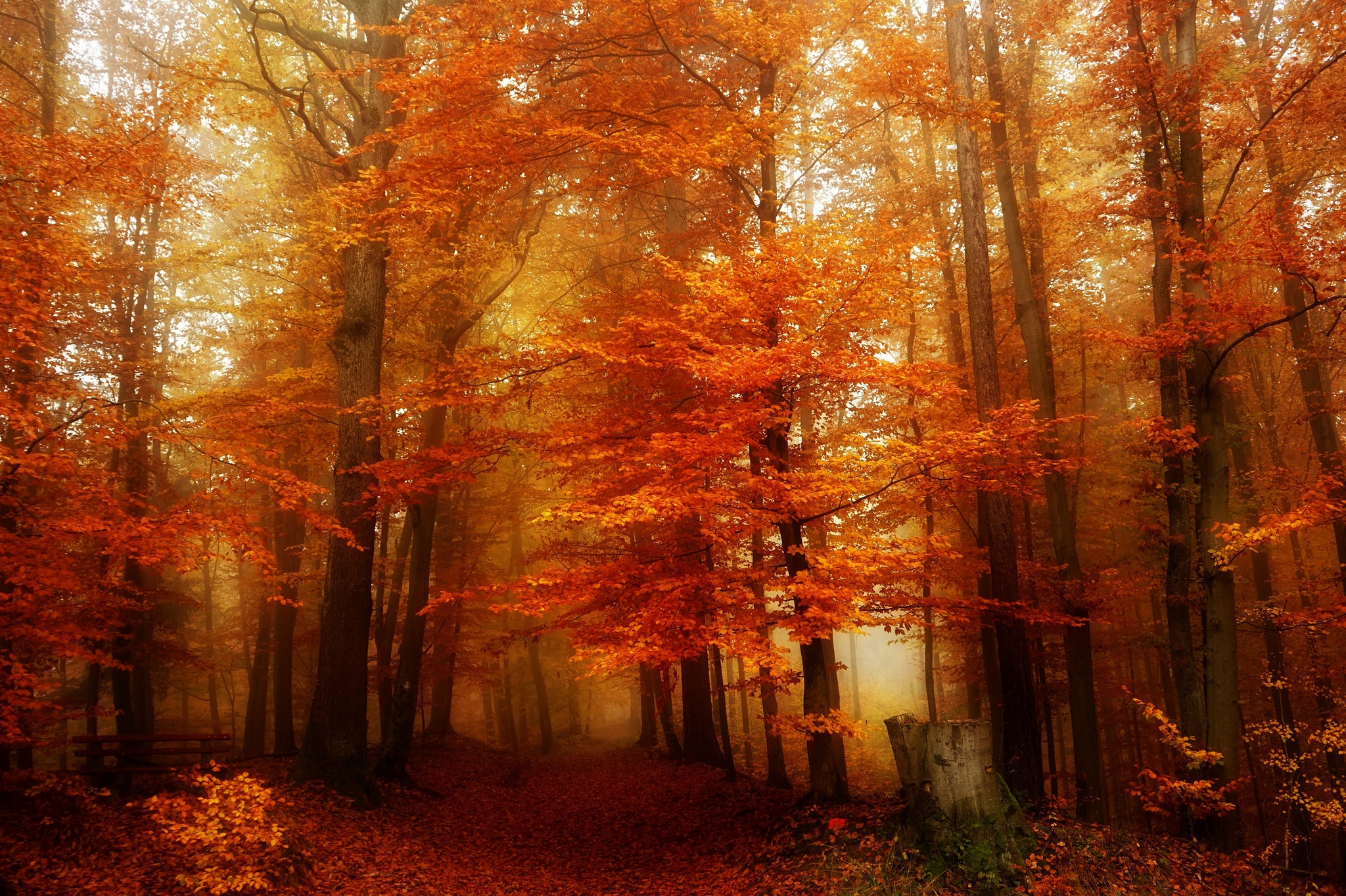 Скачать картинку Природа, Осень, Дорога, Лес, Дерево, Туман, Земля/природа в телефон бесплатно.