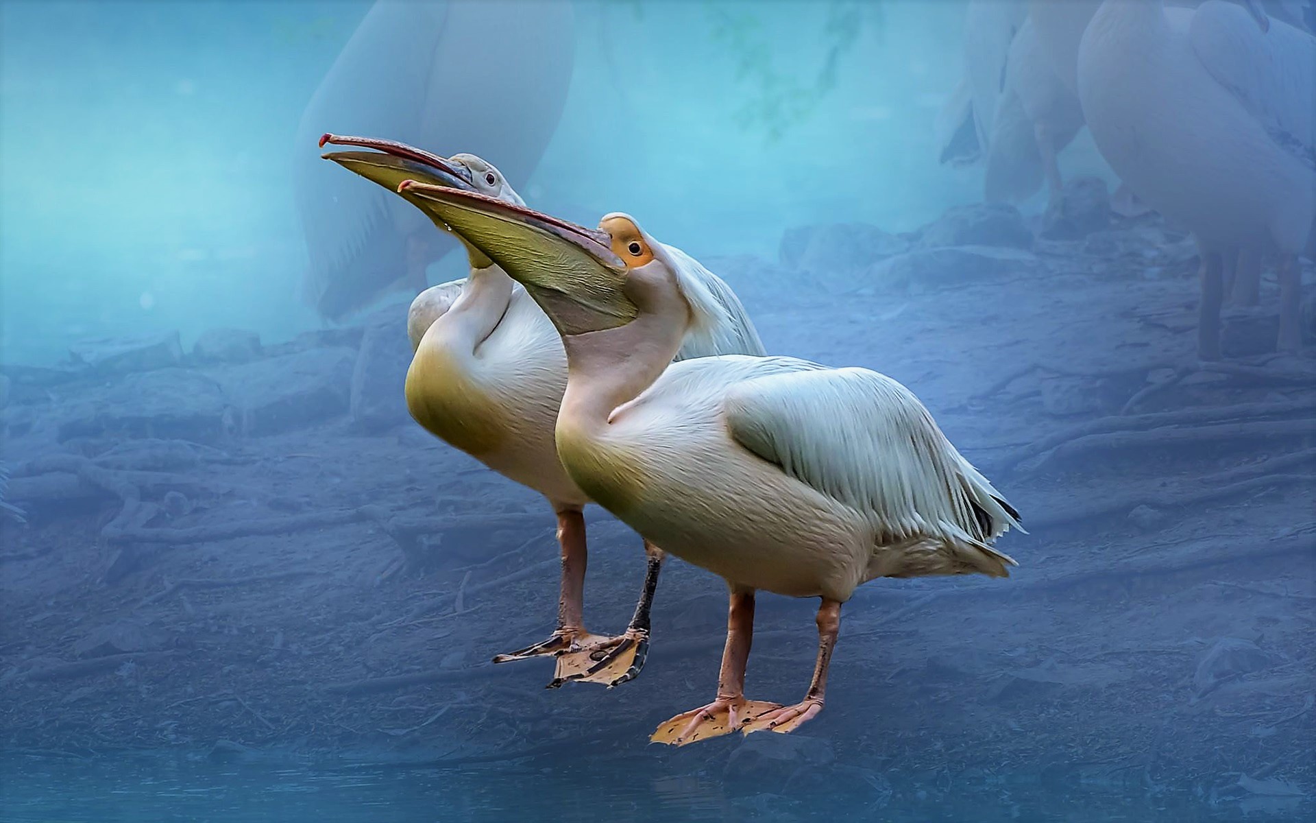 Free download wallpaper Birds, Bird, Beak, Animal, Pelican on your PC desktop