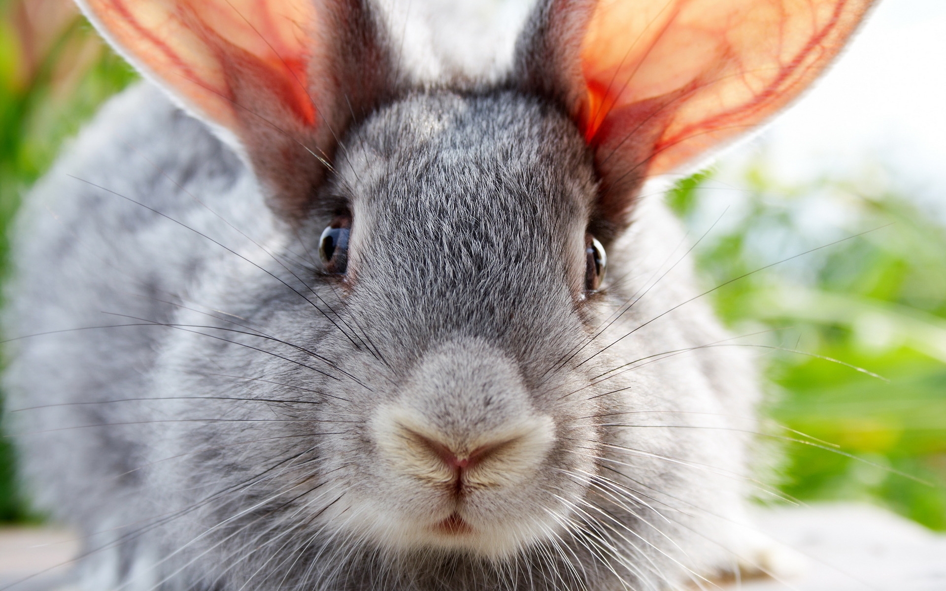 Descarga gratis la imagen Animales, Conejos en el escritorio de tu PC