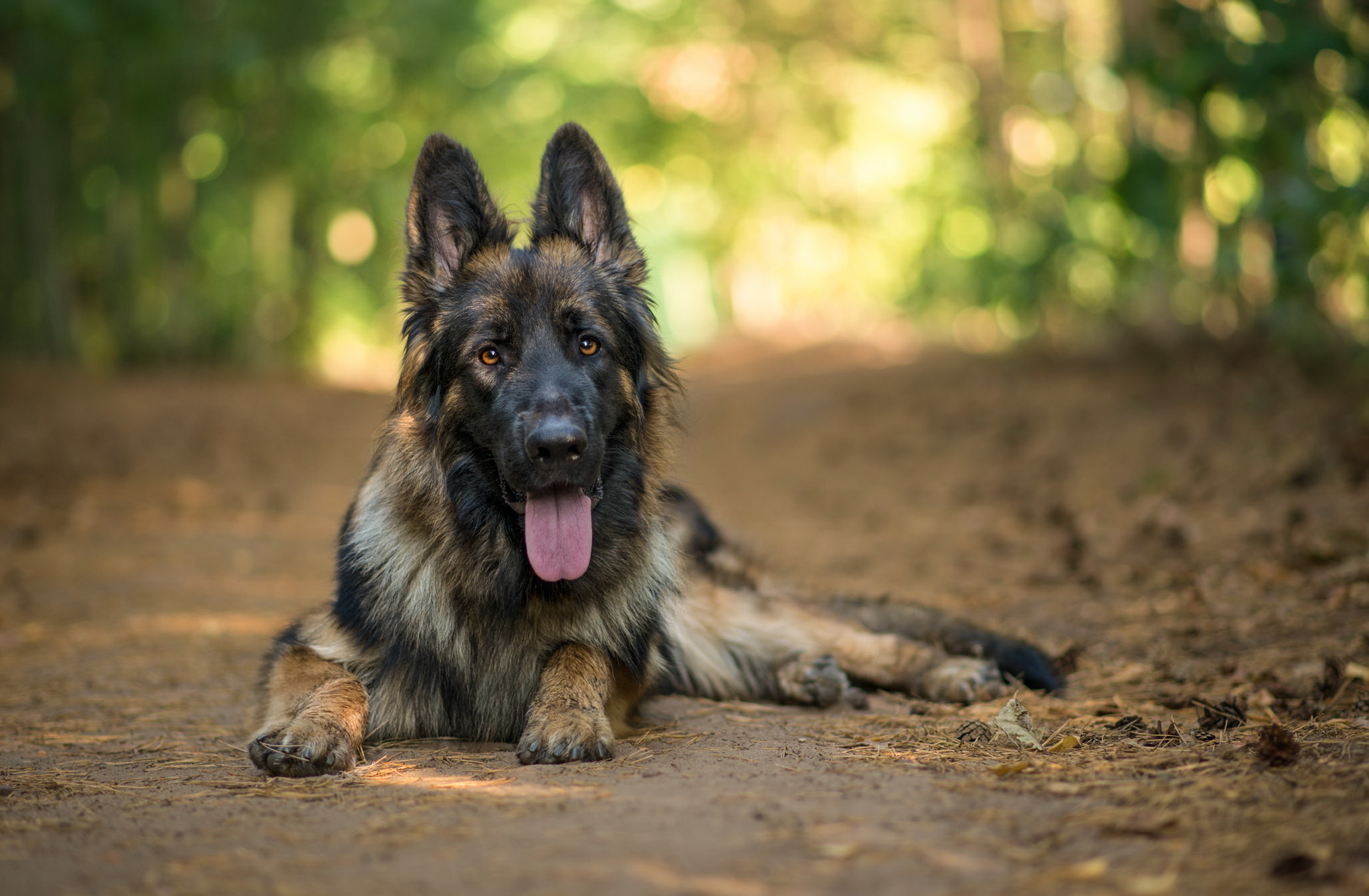 PCデスクトップに動物, 犬, ボケ, ジャーマンシェパード画像を無料でダウンロード