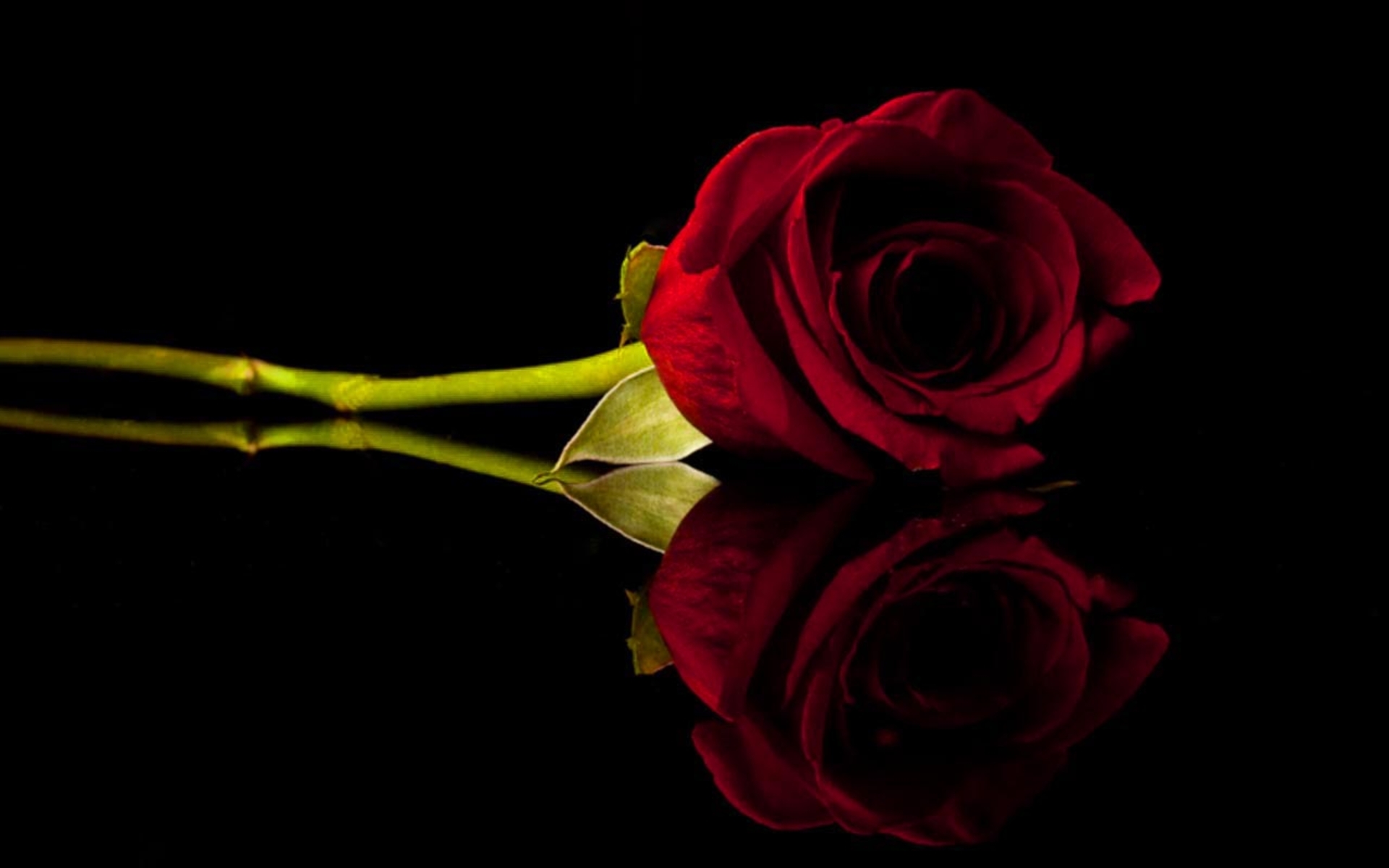 Скачать обои бесплатно Растения, Розы, Цветы картинка на рабочий стол ПК