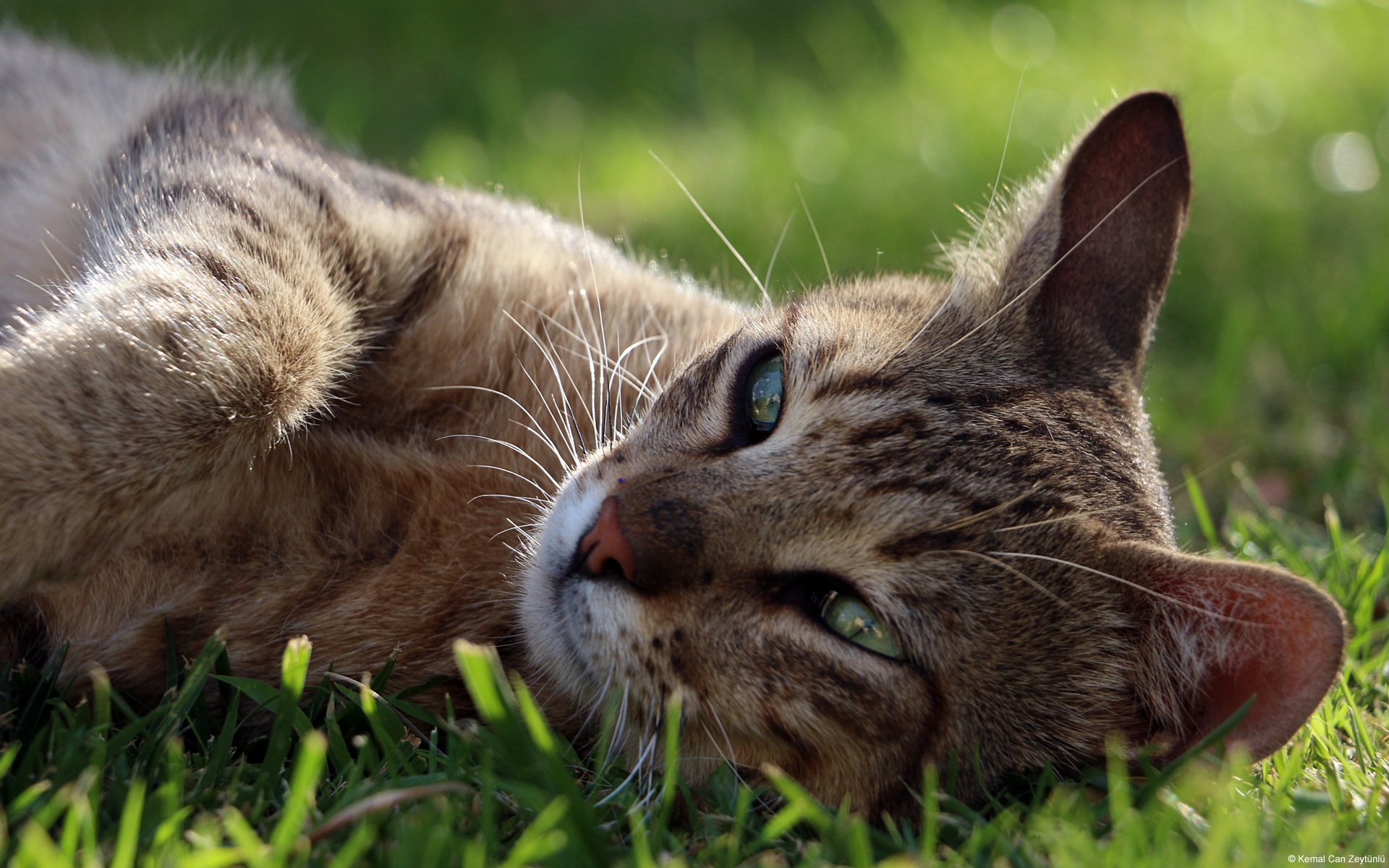 Handy-Wallpaper Katze, Katzen, Tiere kostenlos herunterladen.