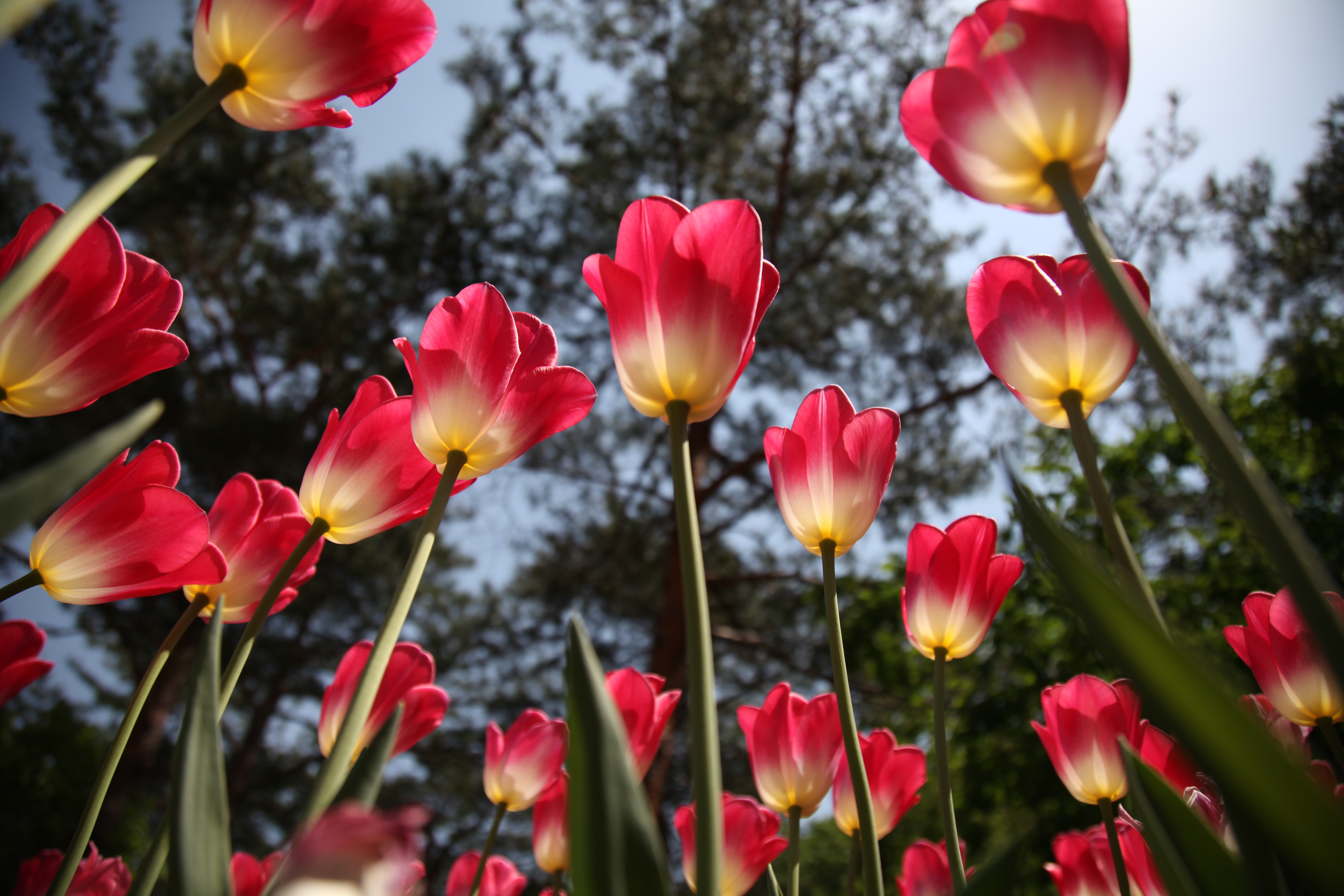 Téléchargez gratuitement l'image Fleurs, Fleur, Tulipe, Fleur Rouge, La Nature, Terre/nature sur le bureau de votre PC