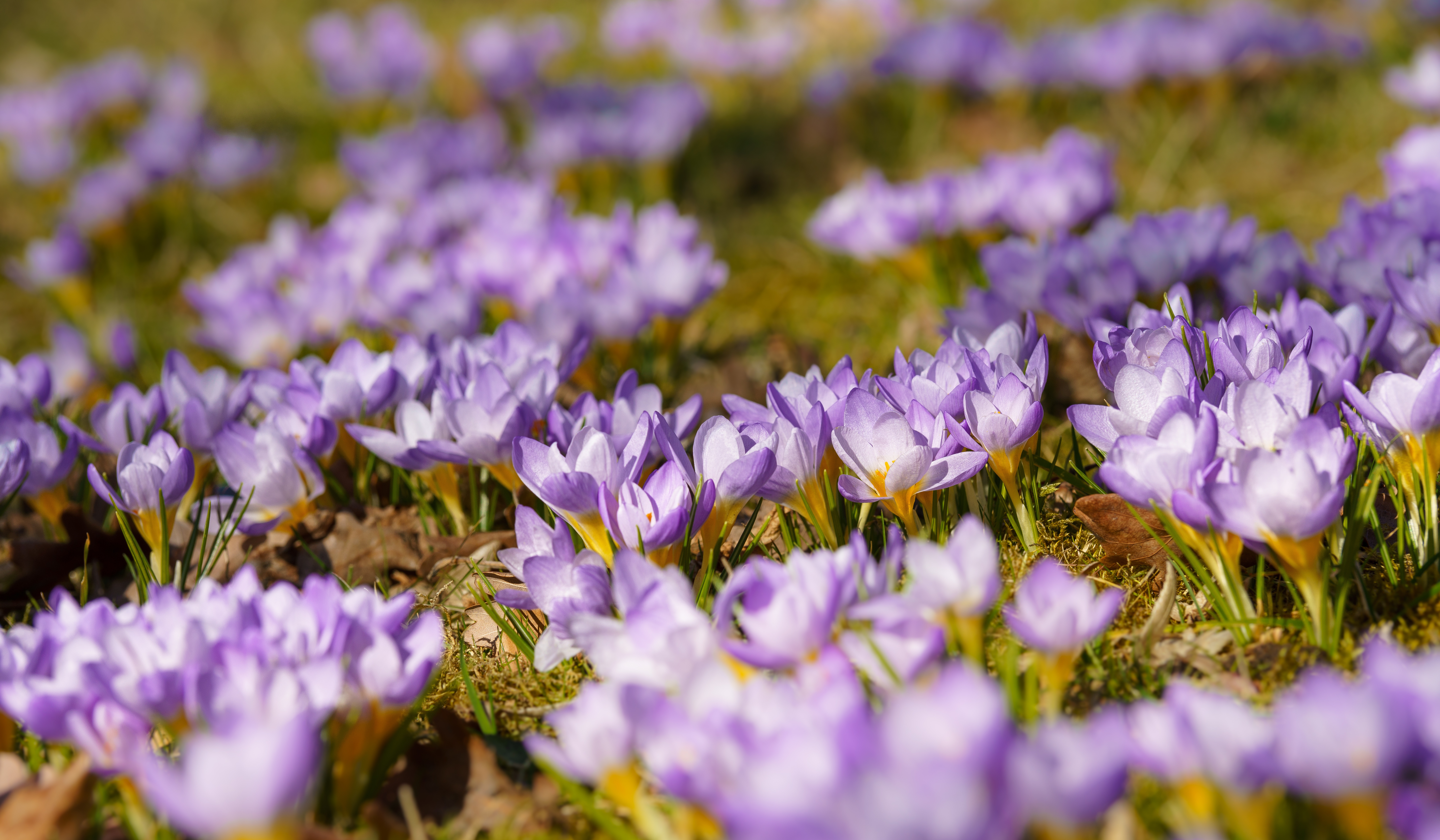 Free download wallpaper Flowers, Flower, Earth, Spring, Crocus, Purple Flower on your PC desktop