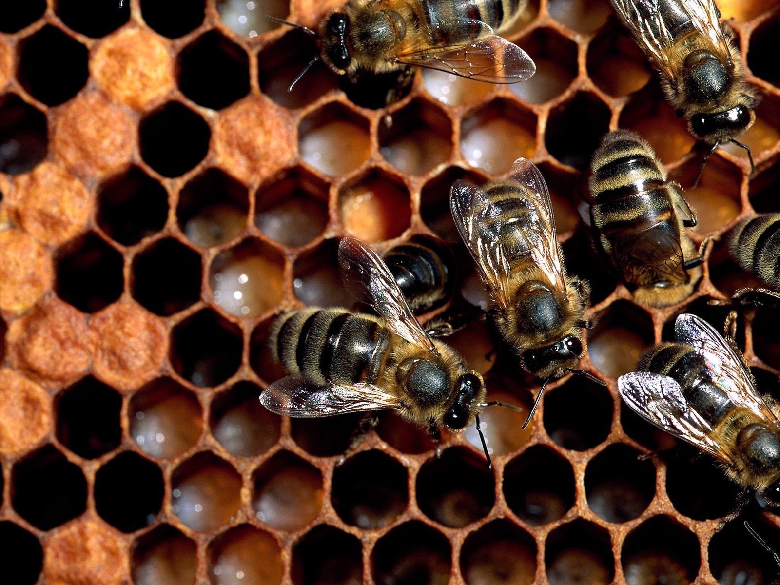 86223 скачать обои пчелы, соты, мед, макро, стая - заставки и картинки бесплатно