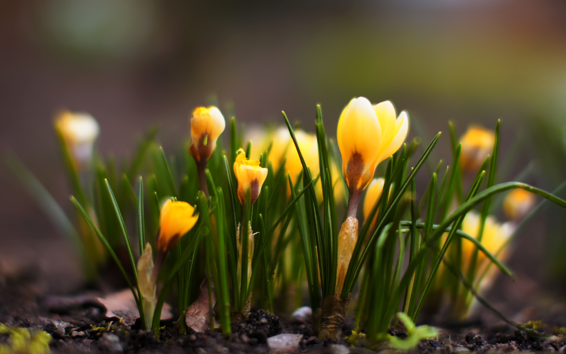 Download mobile wallpaper Crocus, Yellow Flower, Flowers, Flower, Earth for free.