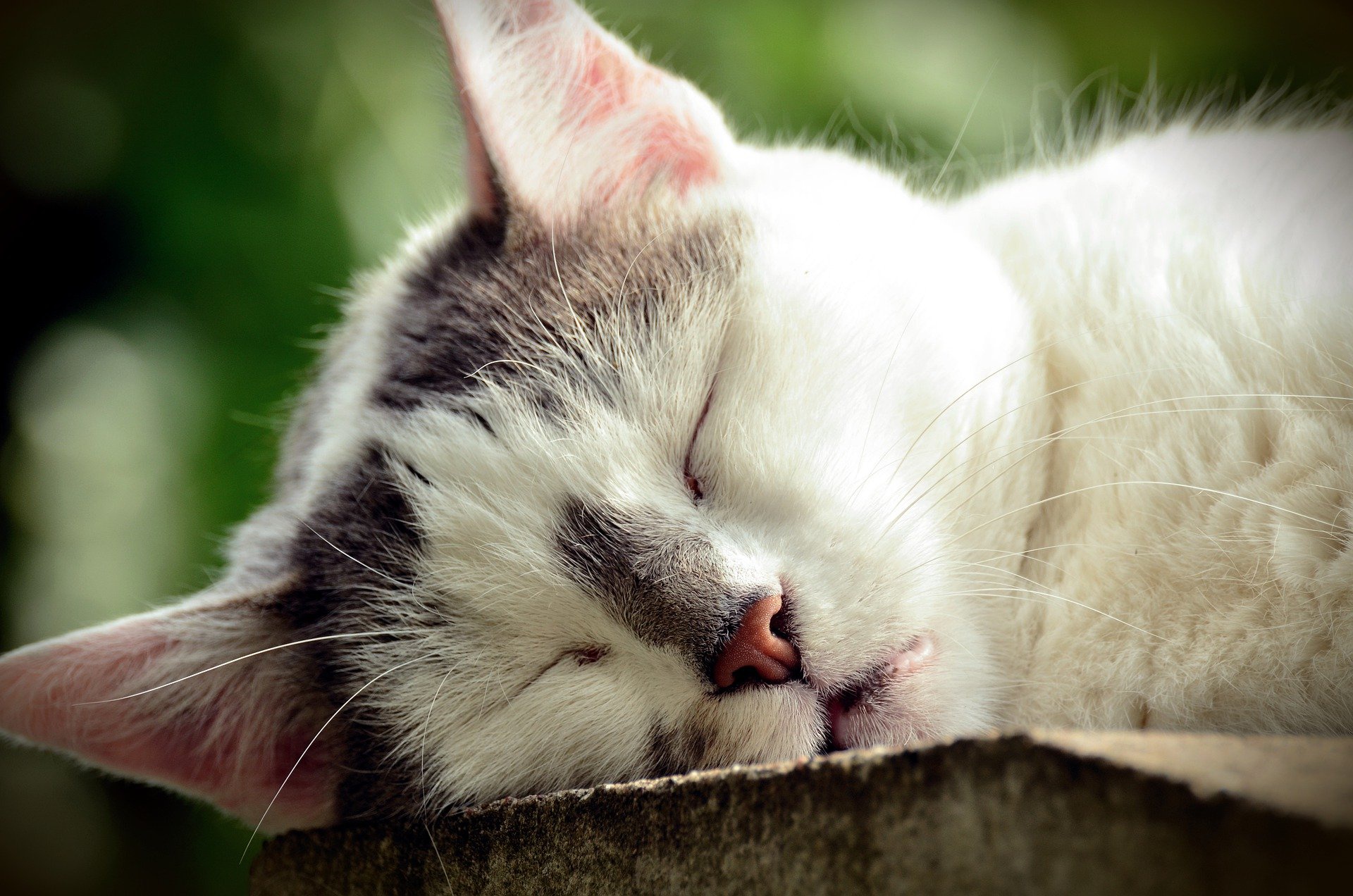 Baixar papel de parede para celular de Animais, Gatos, Gato, Dormindo gratuito.