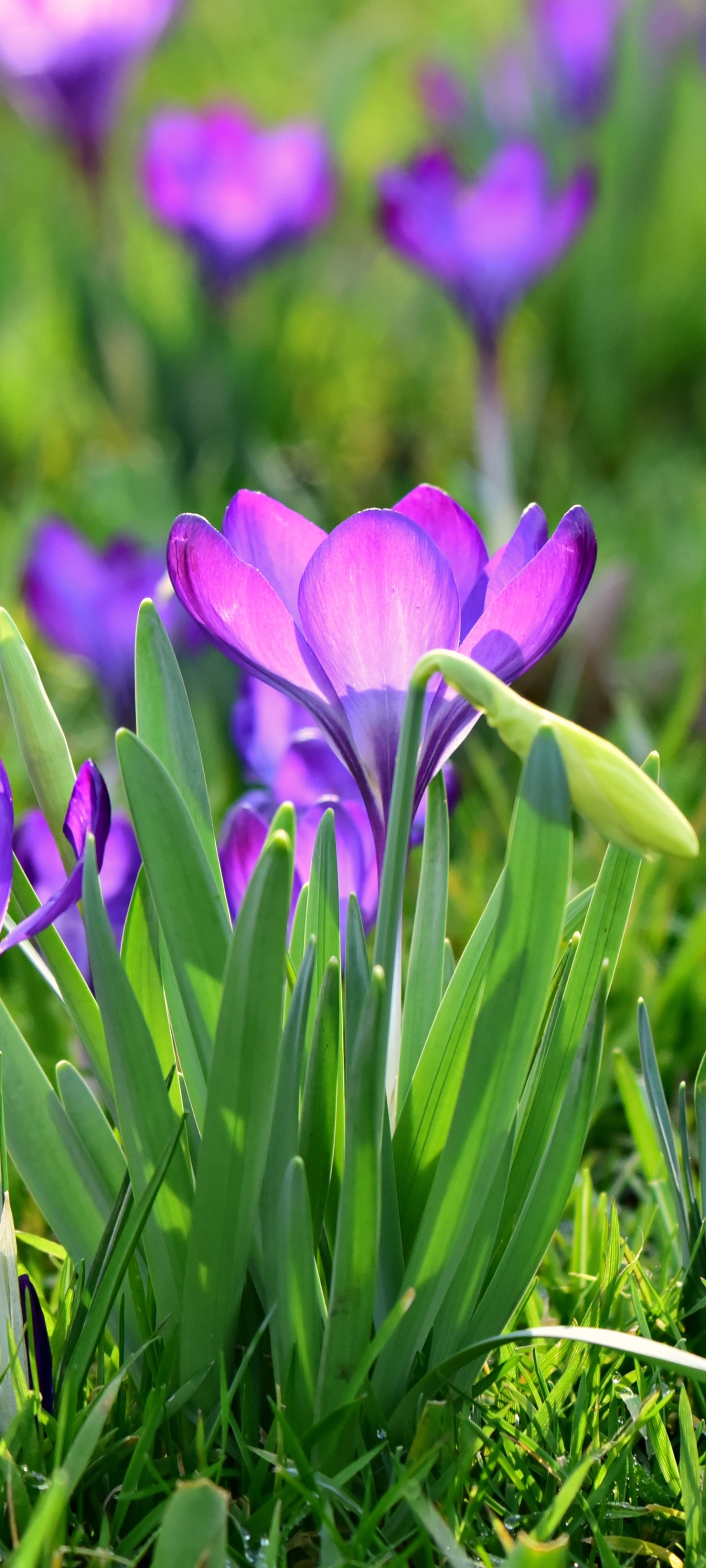 Free download wallpaper Nature, Flowers, Flower, Close Up, Earth, Spring, Crocus on your PC desktop