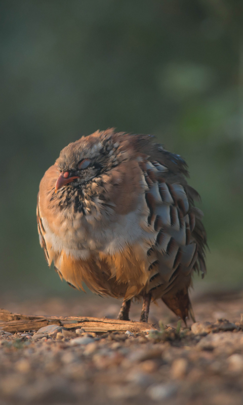 無料モバイル壁紙動物, 鳥をダウンロードします。