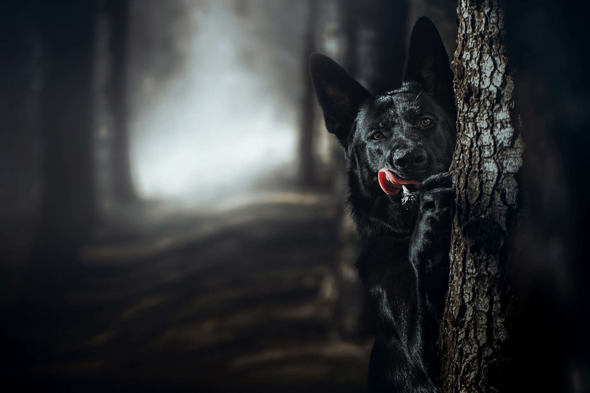 Free download wallpaper Dogs, Tree, Dog, Fog, Animal, German Shepherd on your PC desktop