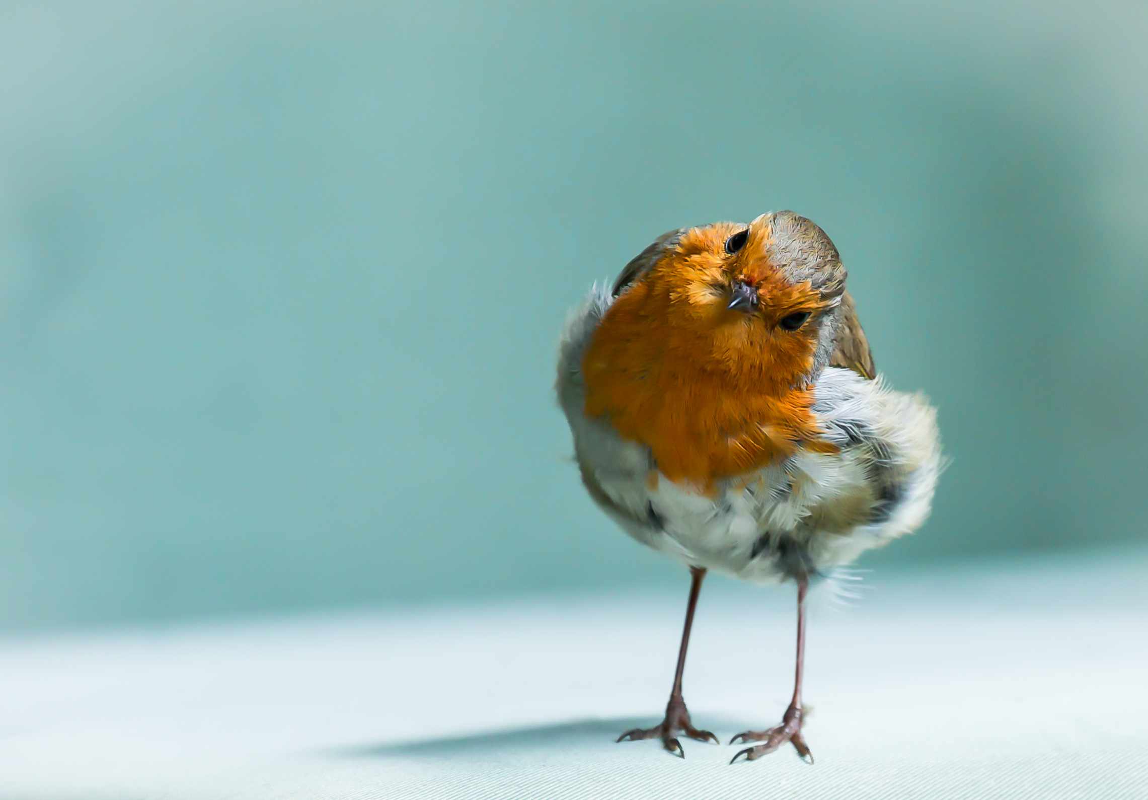 Download mobile wallpaper Birds, Bird, Animal, Robin for free.