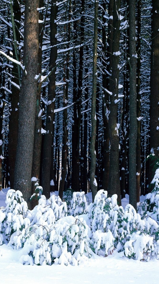 Baixar papel de parede para celular de Inverno, Terra/natureza gratuito.