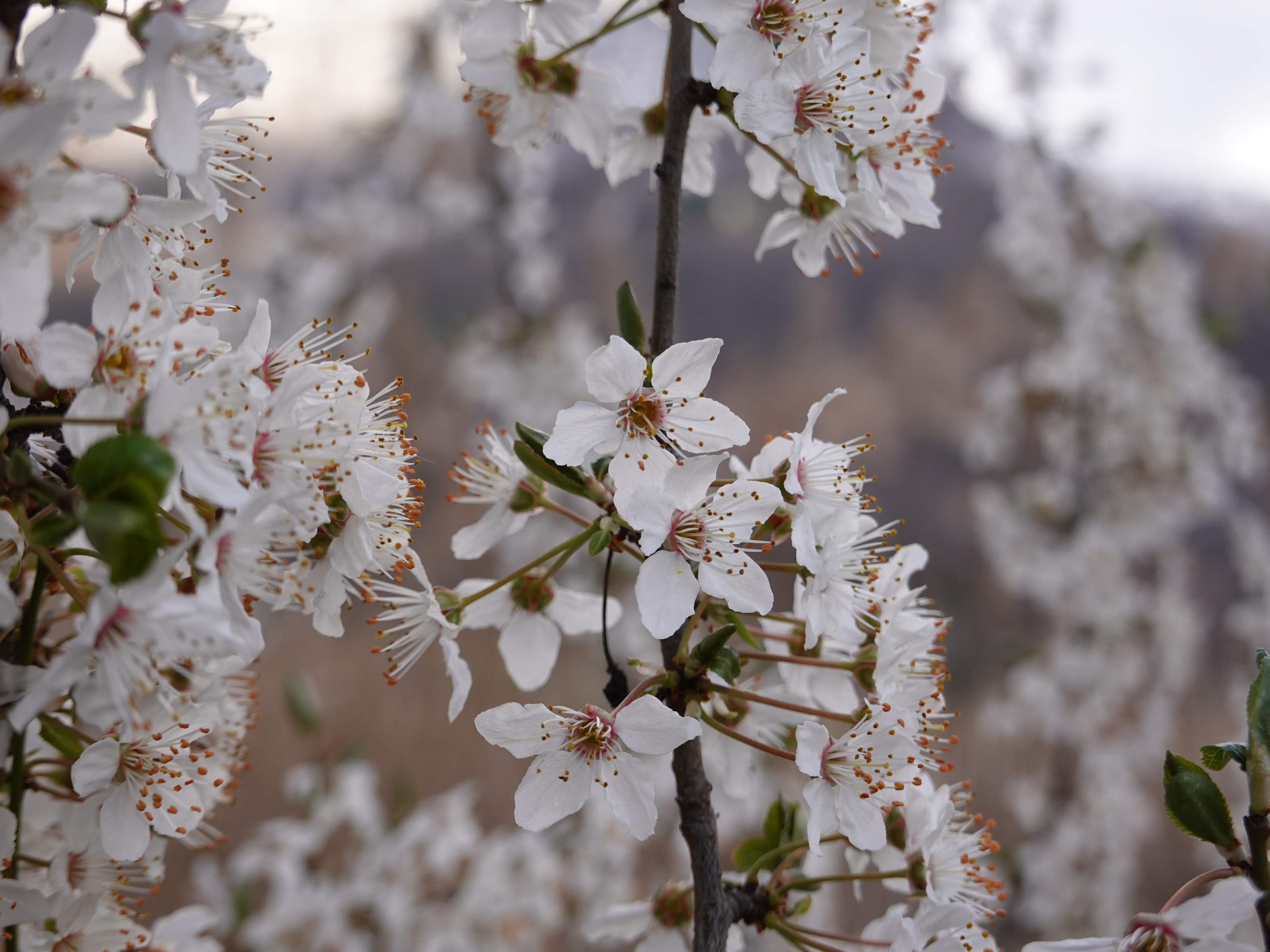 spring, flowers, cherry, white, petals, branches 1080p