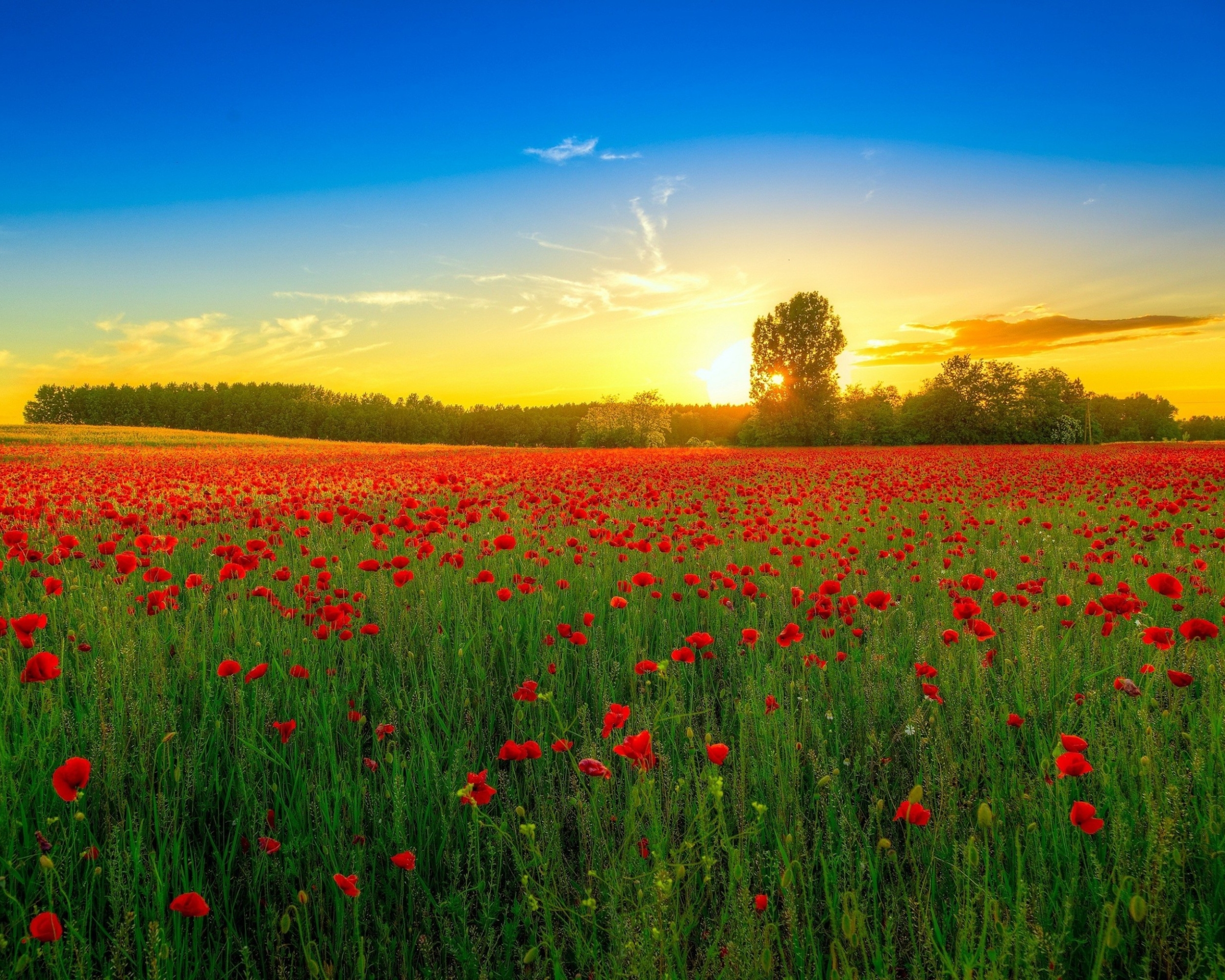 Free download wallpaper Sunset, Sky, Earth, Poppy, Red Flower on your PC desktop