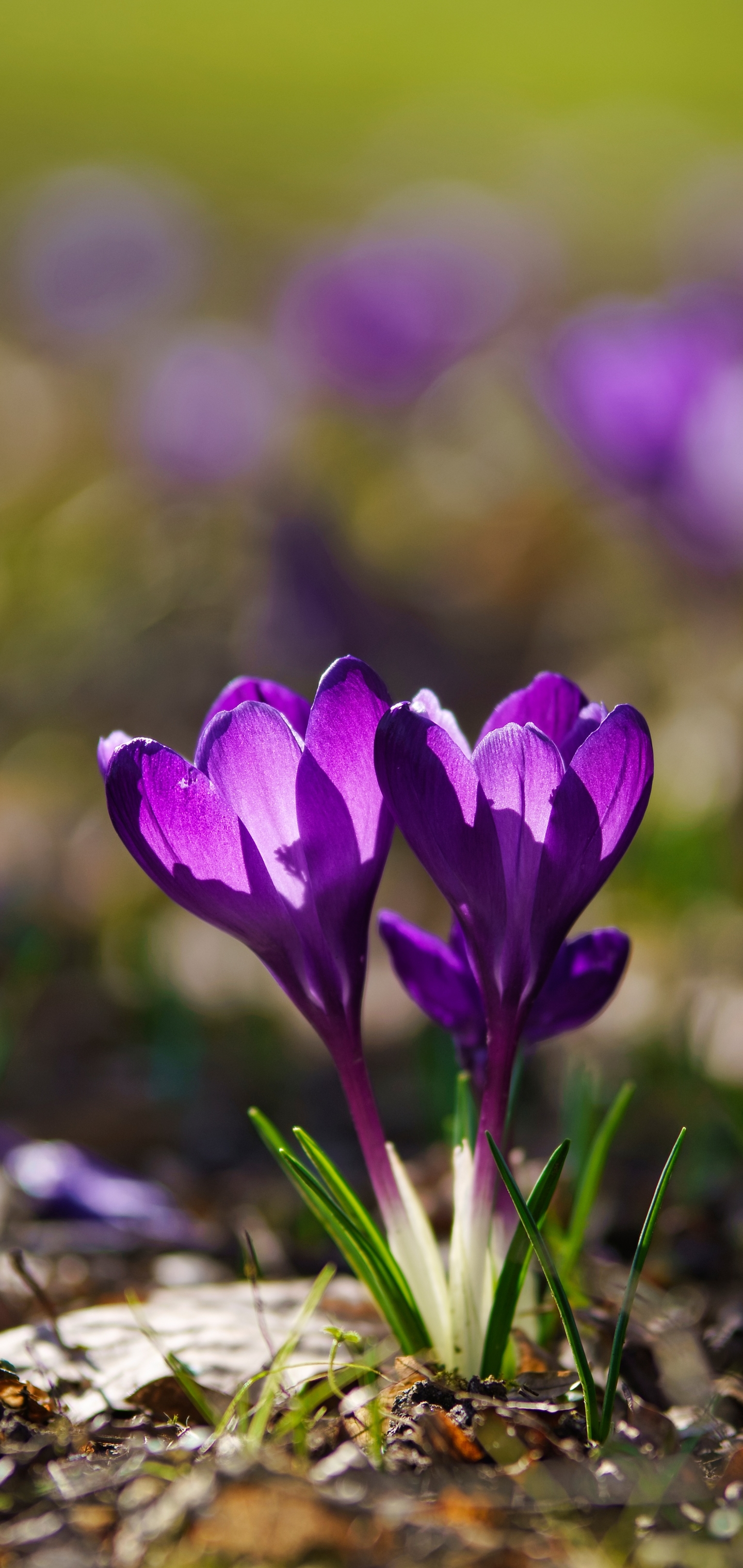 Descarga gratuita de fondo de pantalla para móvil de Flores, Flor, De Cerca, Primavera, Azafrán, Flor Purpura, Tierra/naturaleza.