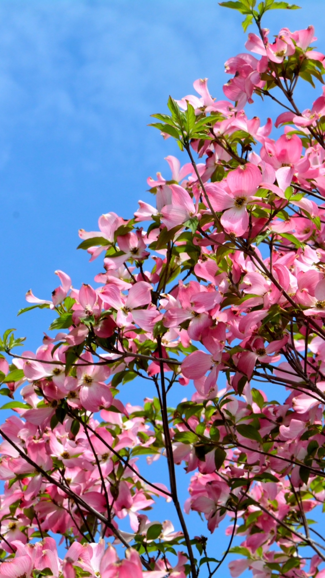 Download mobile wallpaper Flowers, Flower, Tree, Branch, Earth, Blossom, Pink Flower for free.