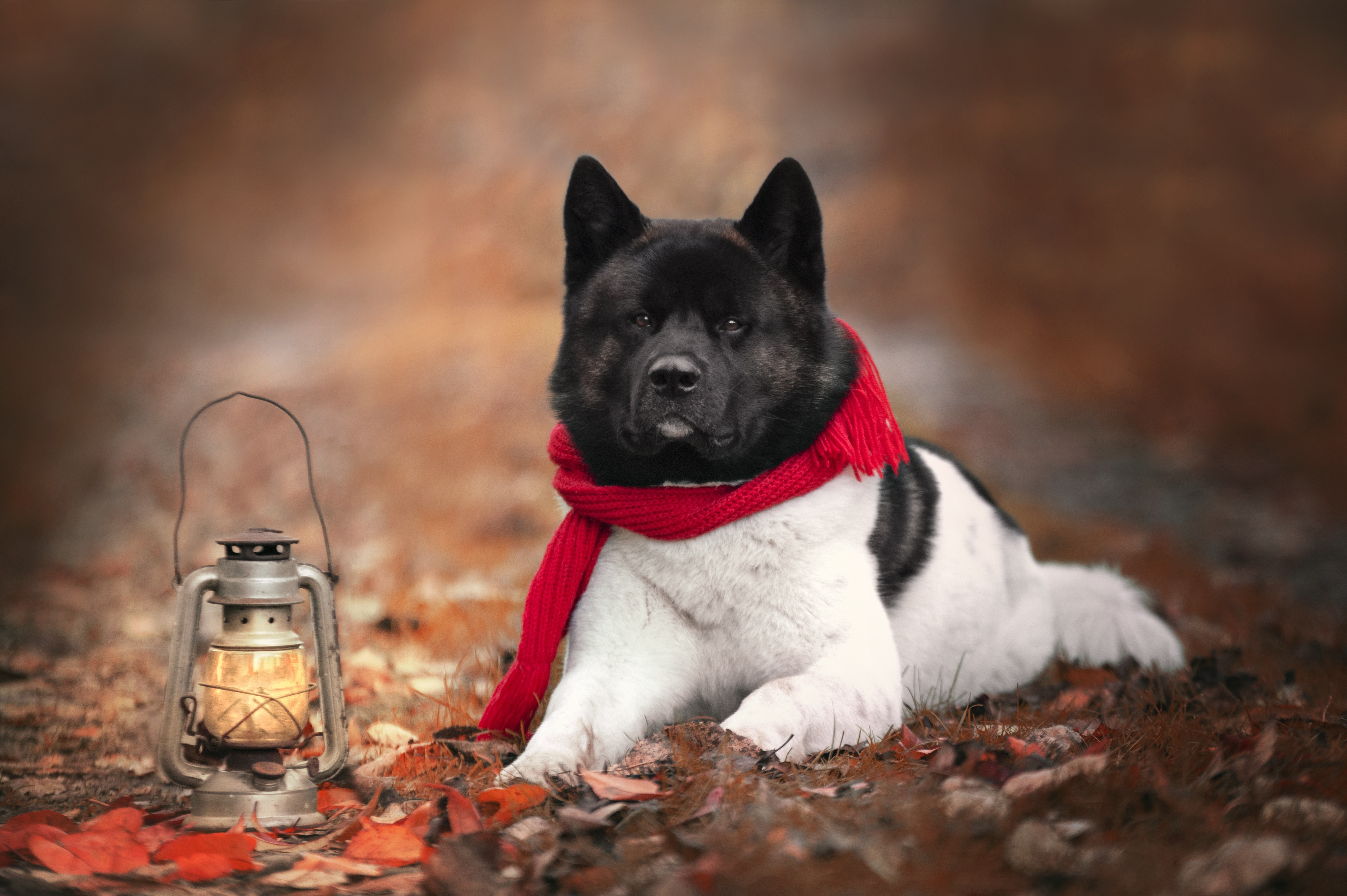 Download mobile wallpaper Dogs, Dog, Lantern, Animal, Akita for free.