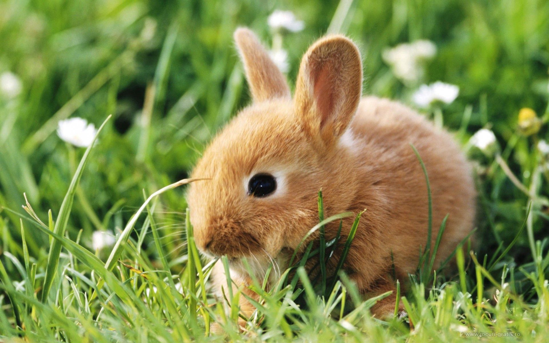 Handy-Wallpaper Tiere, Grass, Tier, Kaninchen kostenlos herunterladen.