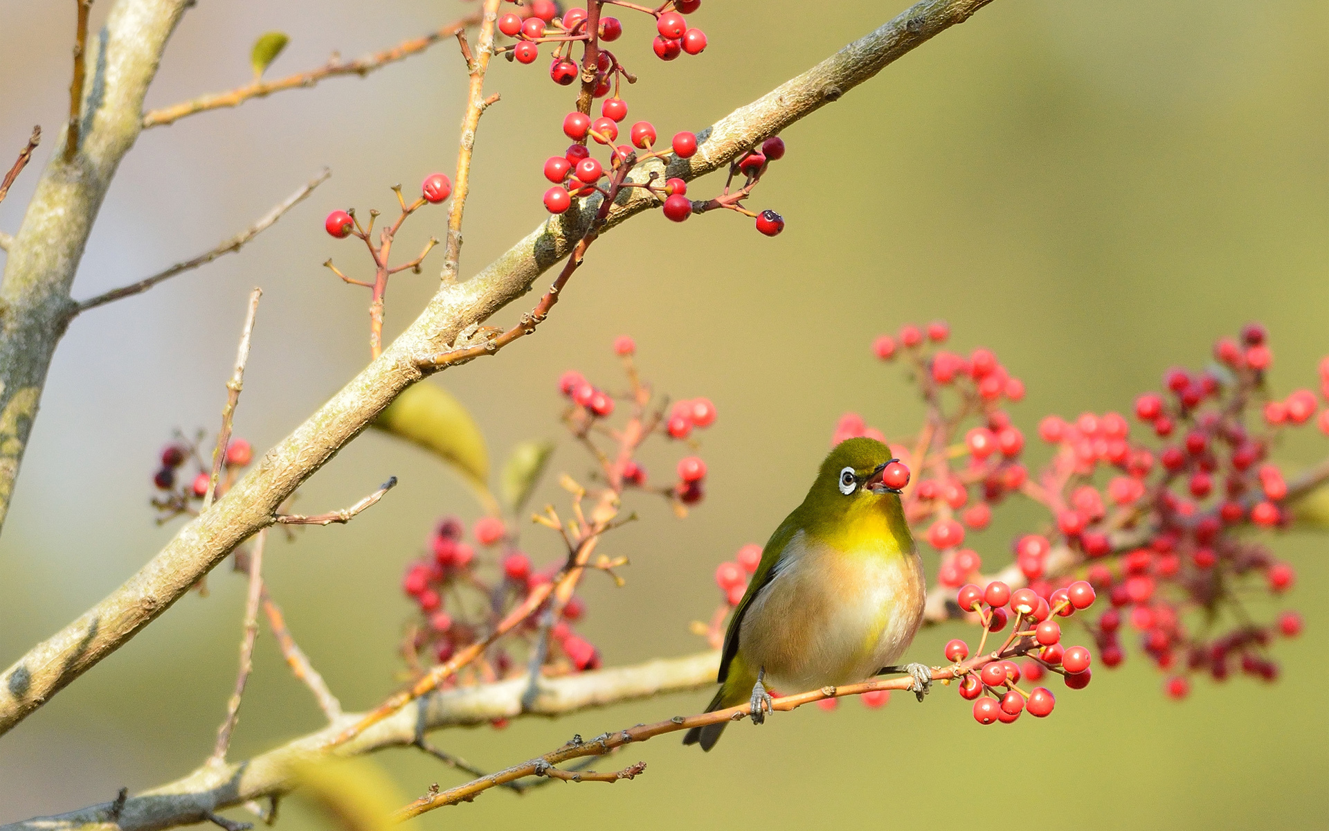 PCデスクトップに鳥, 動物画像を無料でダウンロード