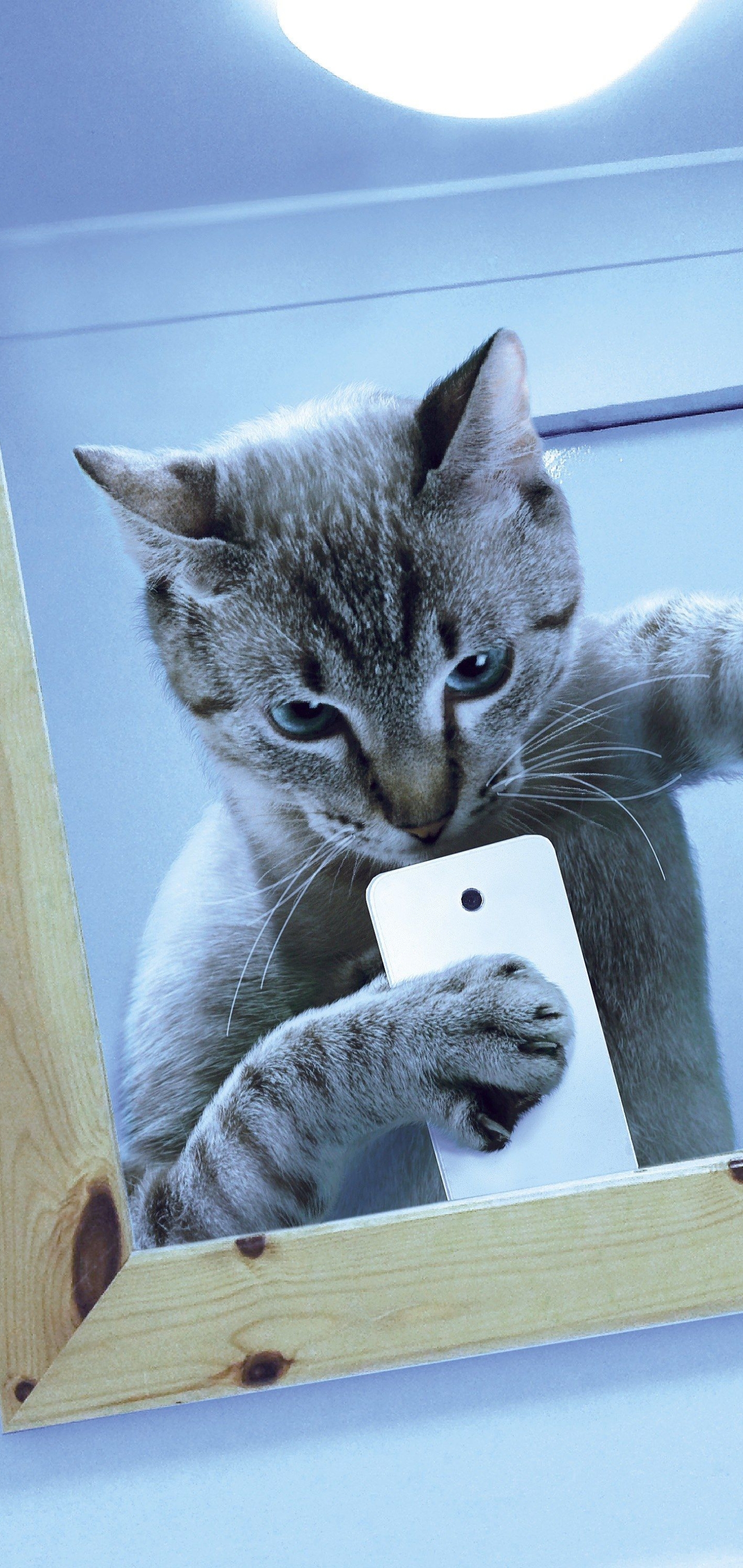 無料モバイル壁紙ネコ, 猫, ユーモアをダウンロードします。