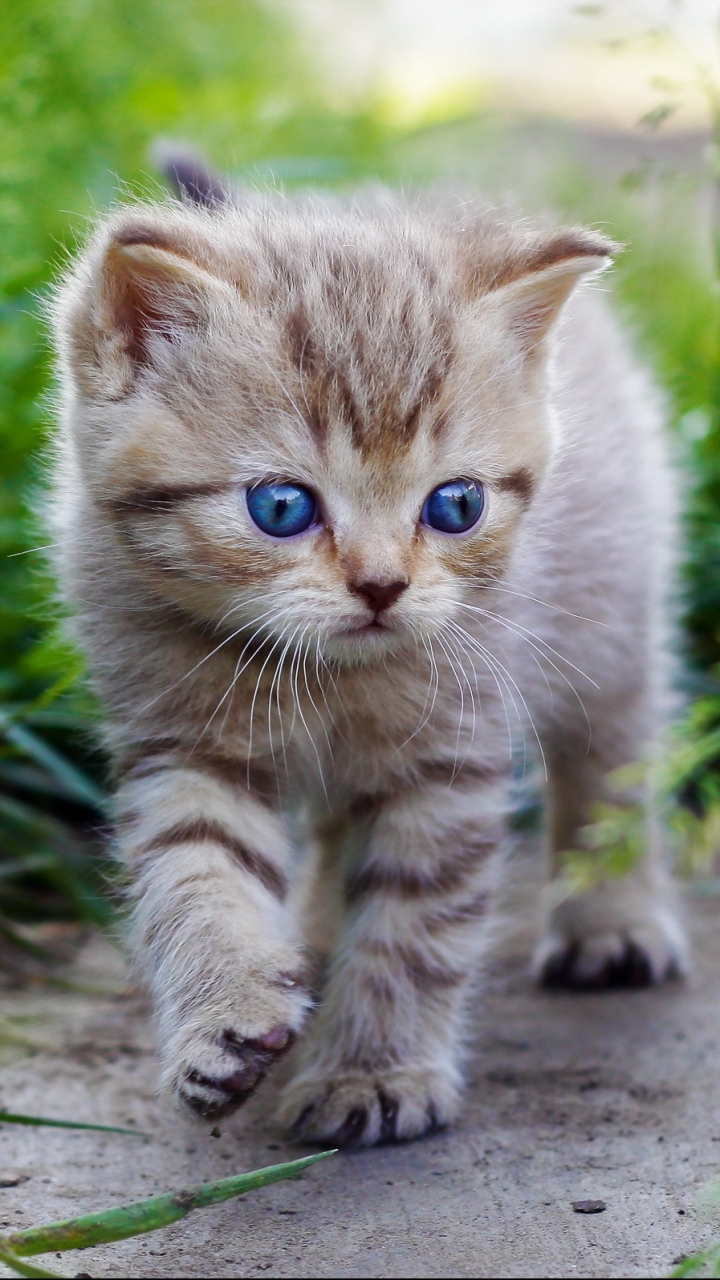 Download mobile wallpaper Cats, Cat, Animal for free.