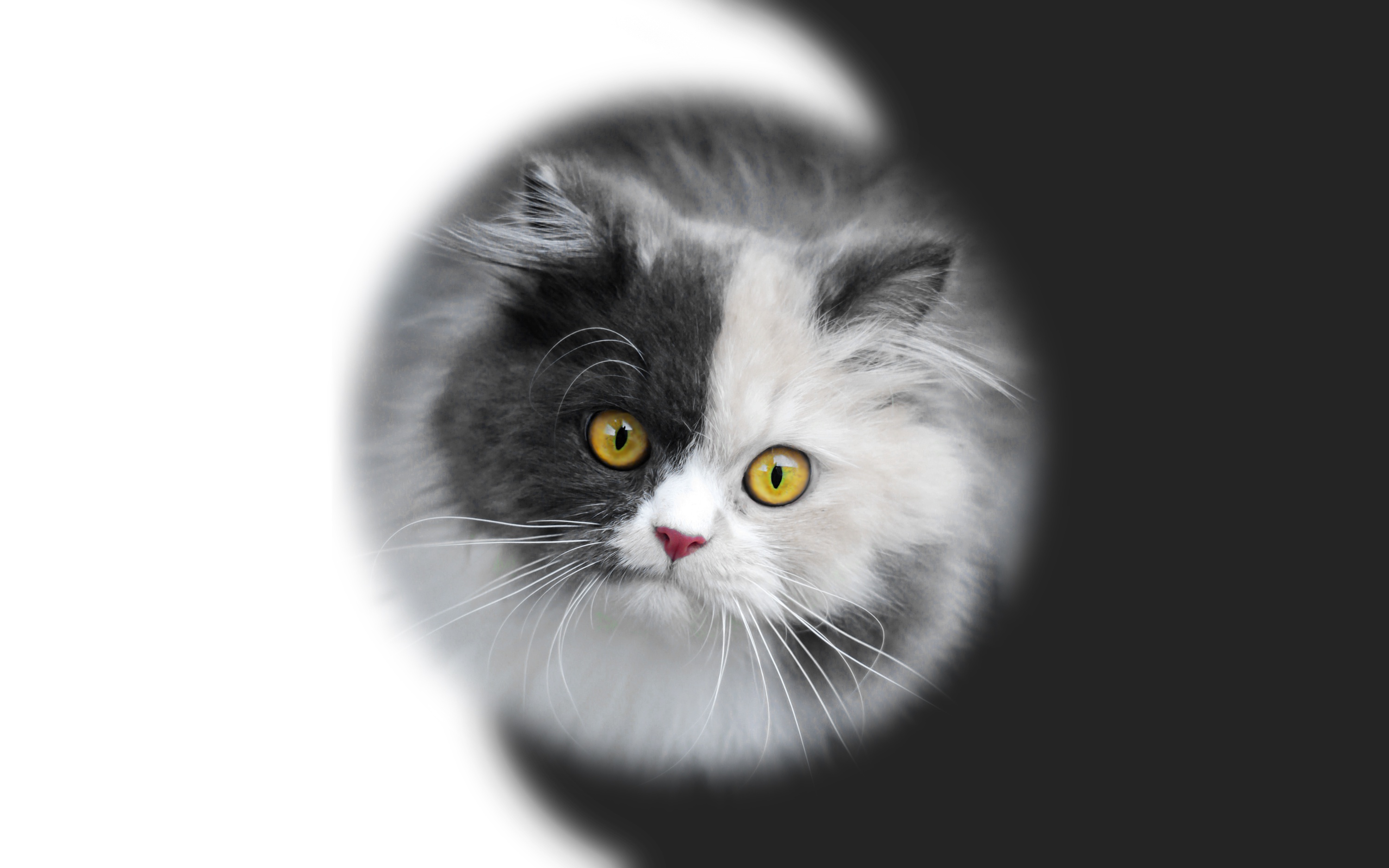 PCデスクトップに動物, ネコ, 猫, 見詰める画像を無料でダウンロード