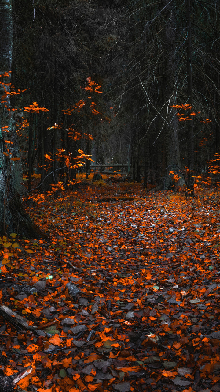 Download mobile wallpaper Nature, Forest, Leaf, Fall, Earth, Path for free.