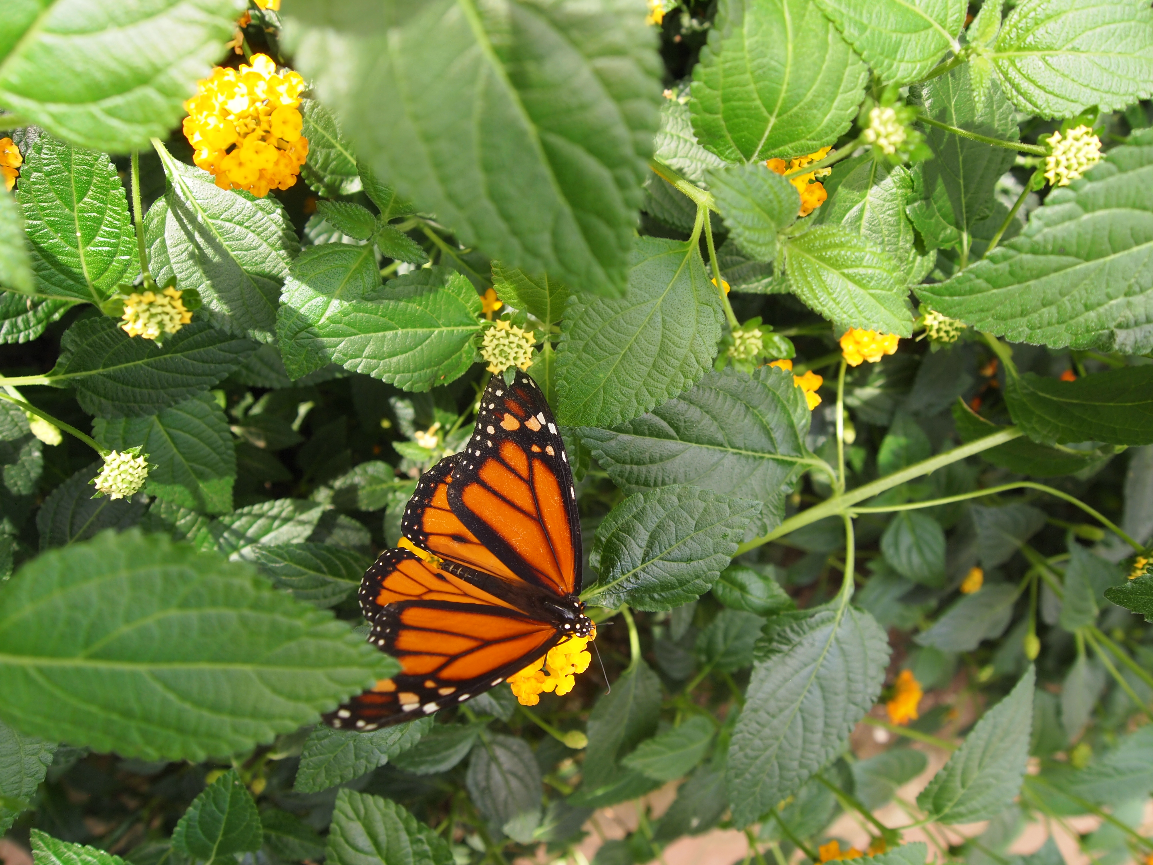 Free download wallpaper Butterfly, Animal on your PC desktop