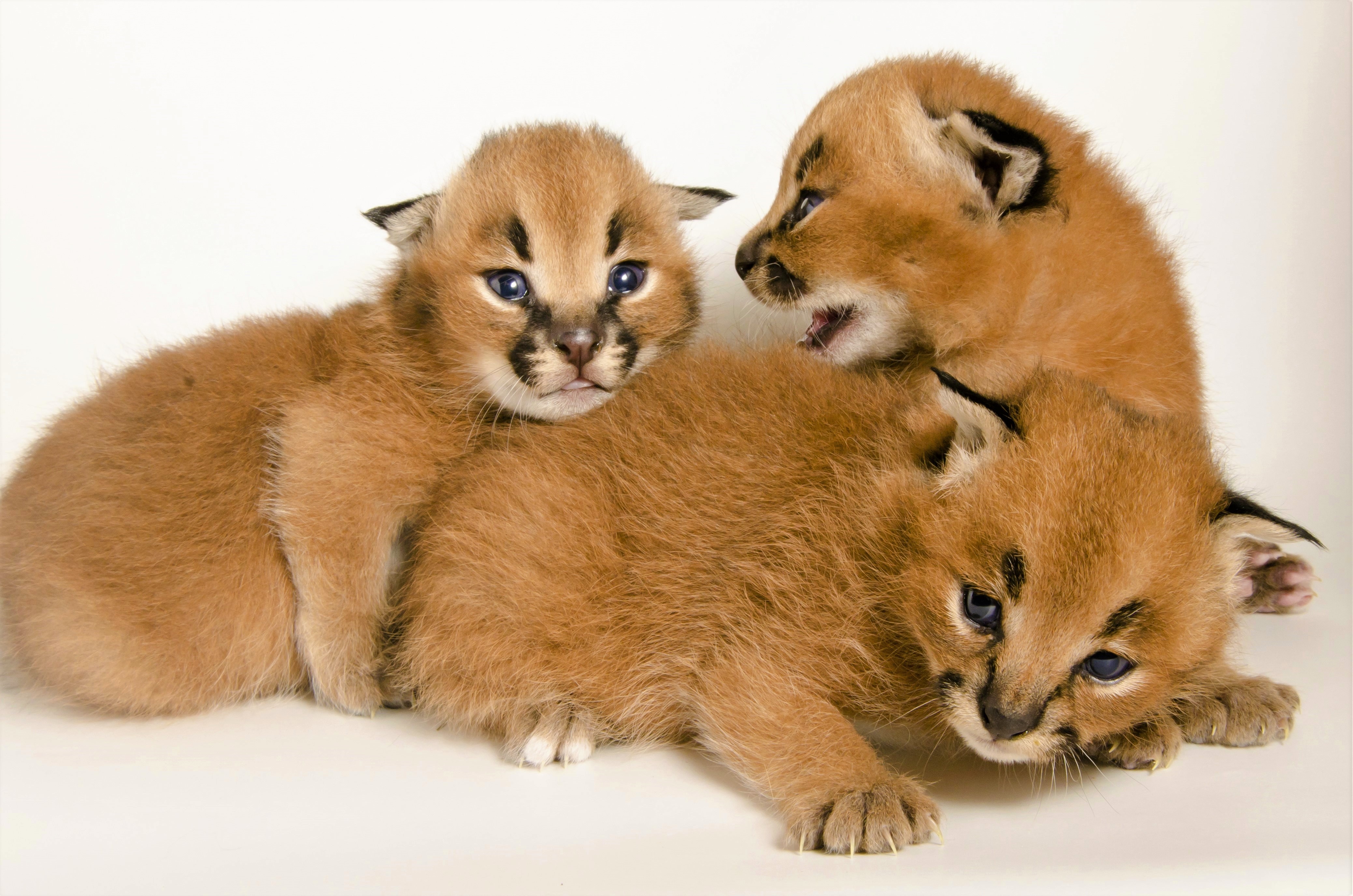 Descarga gratis la imagen Animales, Gatos, Lindo, Lince, Bebe Animal en el escritorio de tu PC