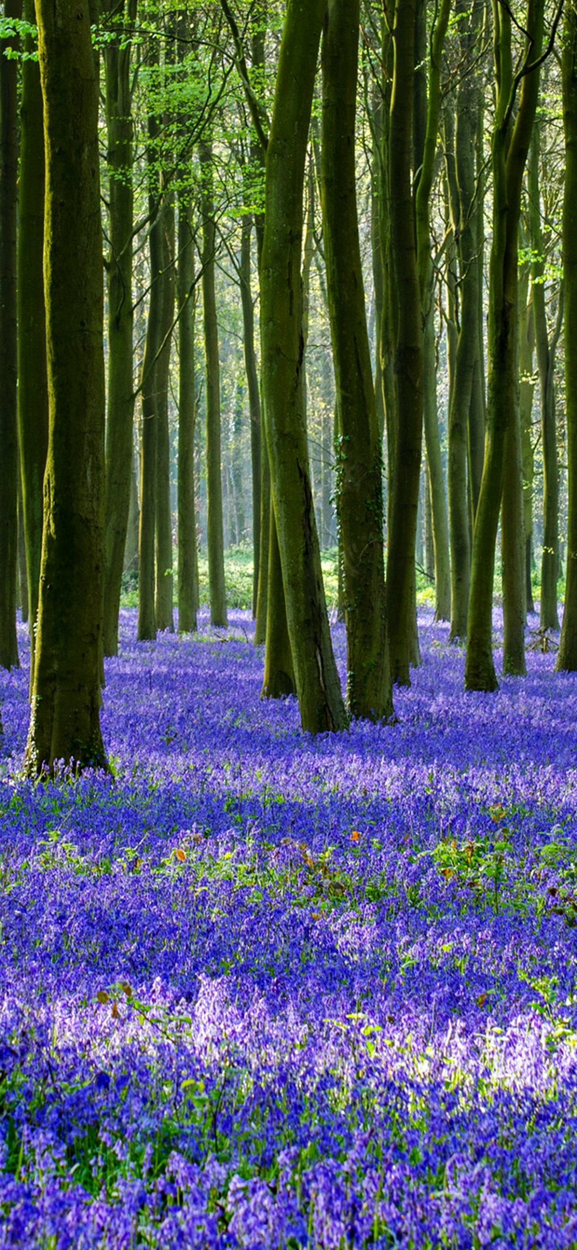 Descarga gratuita de fondo de pantalla para móvil de Naturaleza, Flor, Bosque, Árbol, Primavera, Tierra/naturaleza.