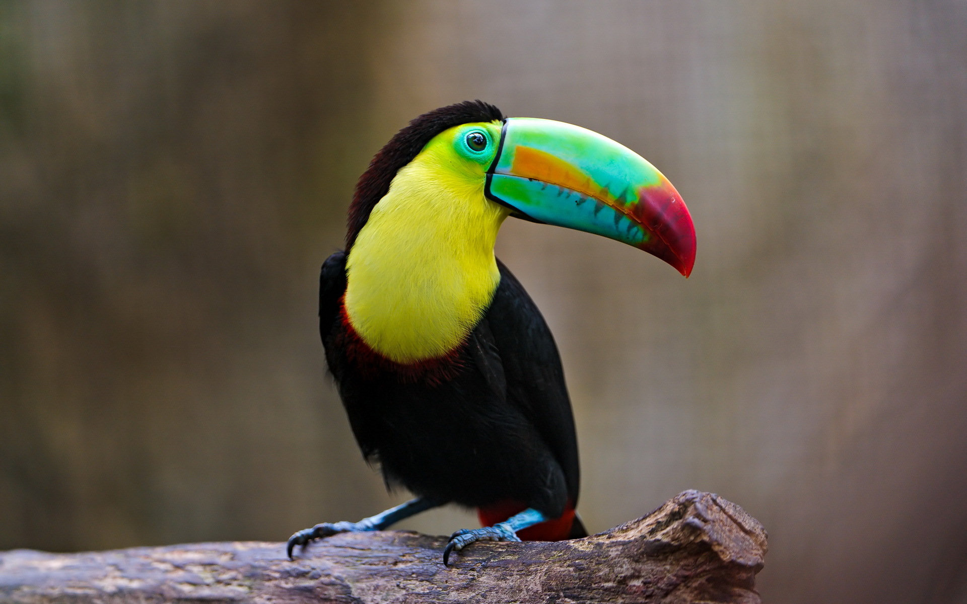 Download mobile wallpaper Animal, Toucan for free.