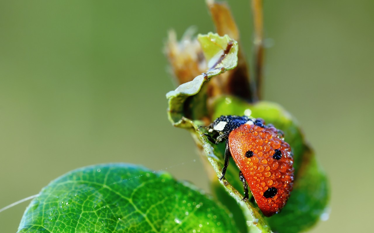 insects, ladybugs, drops, green Full HD