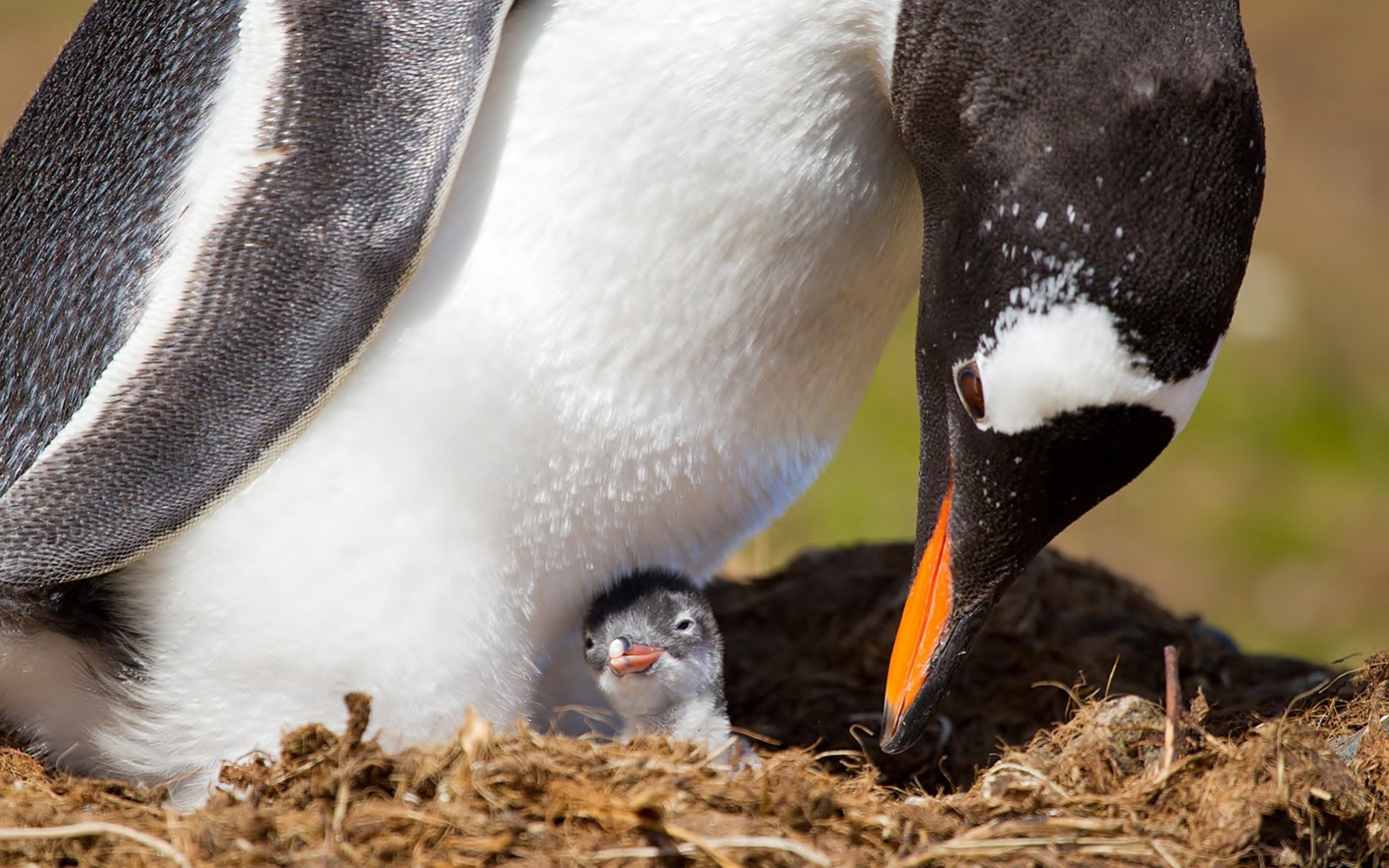 Laden Sie das Tiere, Vögel, Vogel, Pinguin-Bild kostenlos auf Ihren PC-Desktop herunter