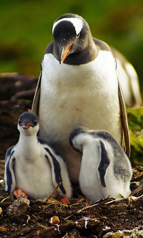 Download mobile wallpaper Birds, Bird, Animal, Penguin for free.