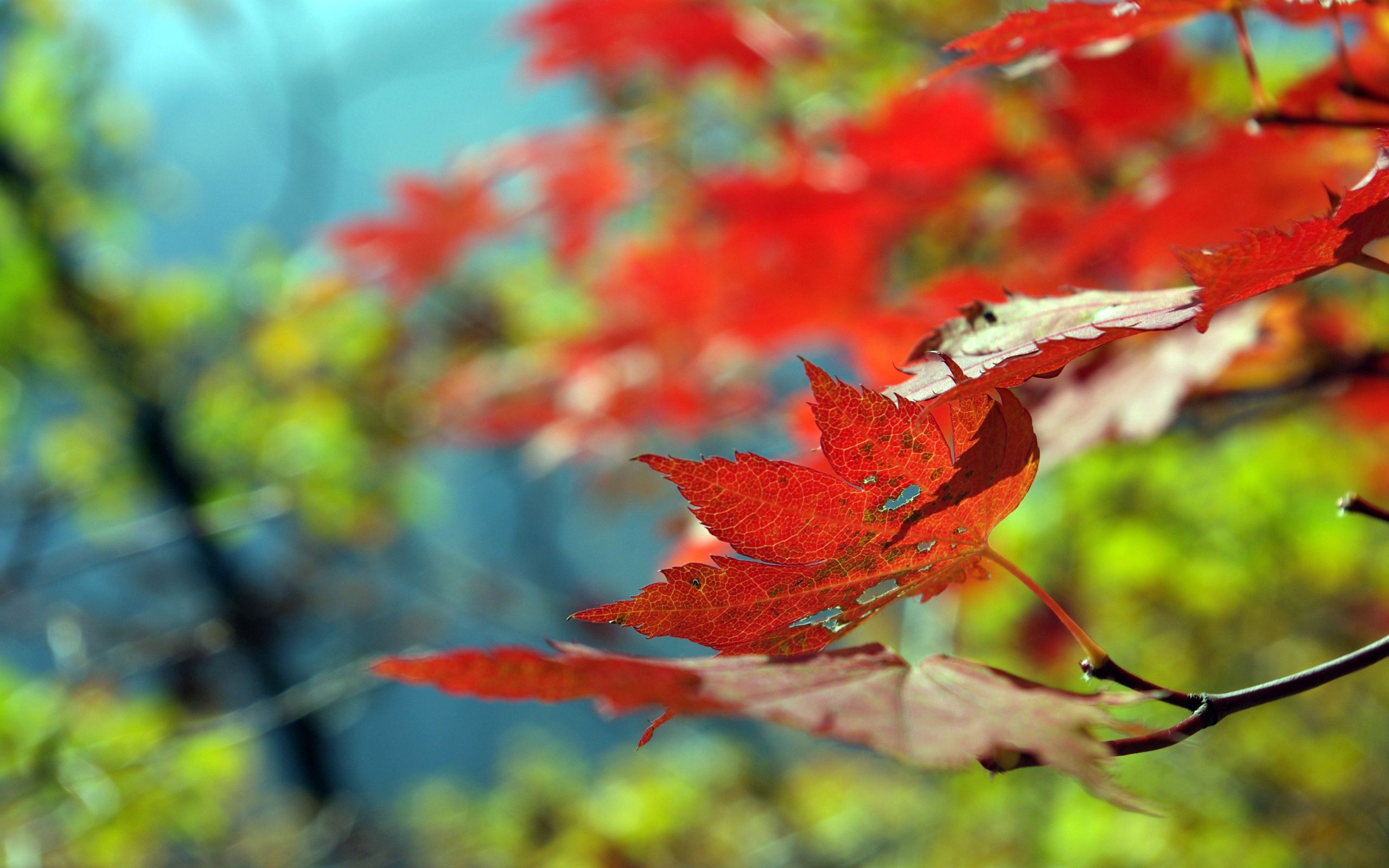 Free download wallpaper Dry, Macro, Maple, Leaves, Autumn on your PC desktop